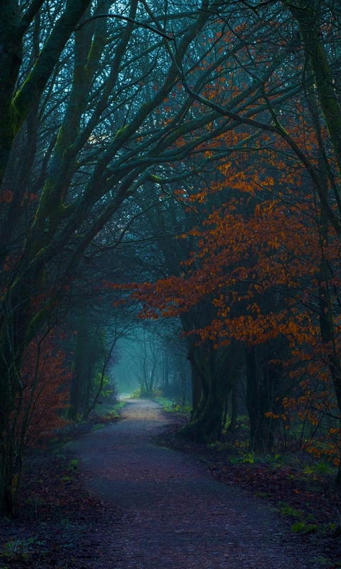 Handy-Wallpaper Herbst, Wald, Pfad, Tunnel, Menschengemacht kostenlos herunterladen.