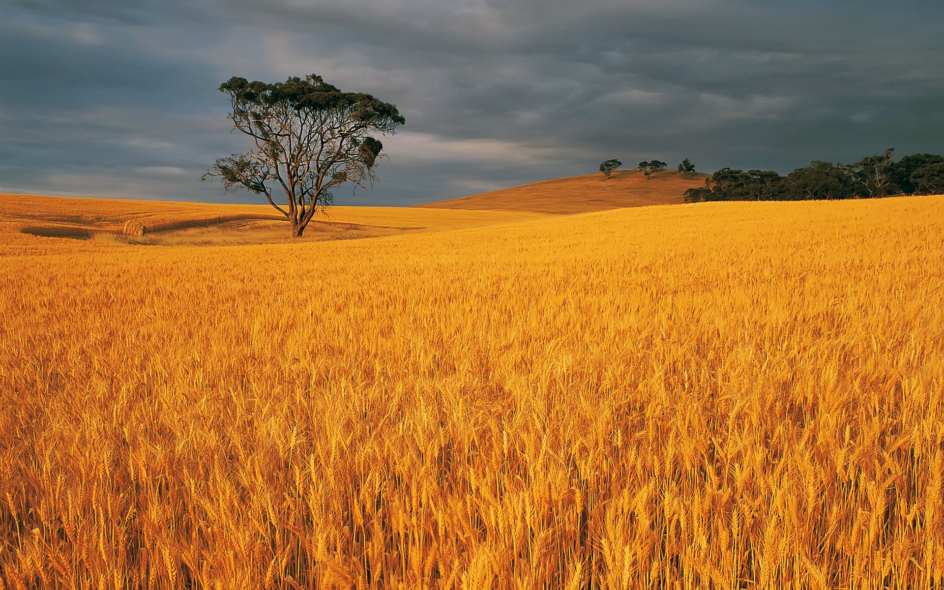 Download mobile wallpaper Wheat, Tree, Earth, Field for free.
