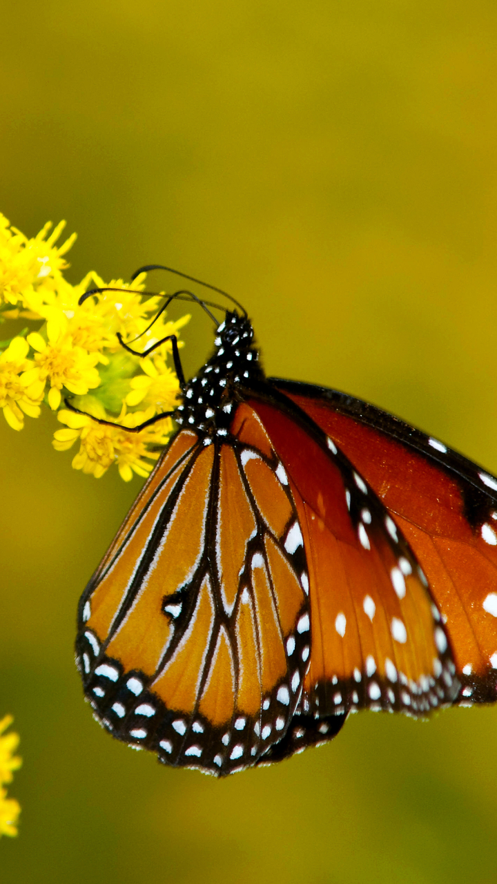 Descarga gratuita de fondo de pantalla para móvil de Animales, Mariposa.