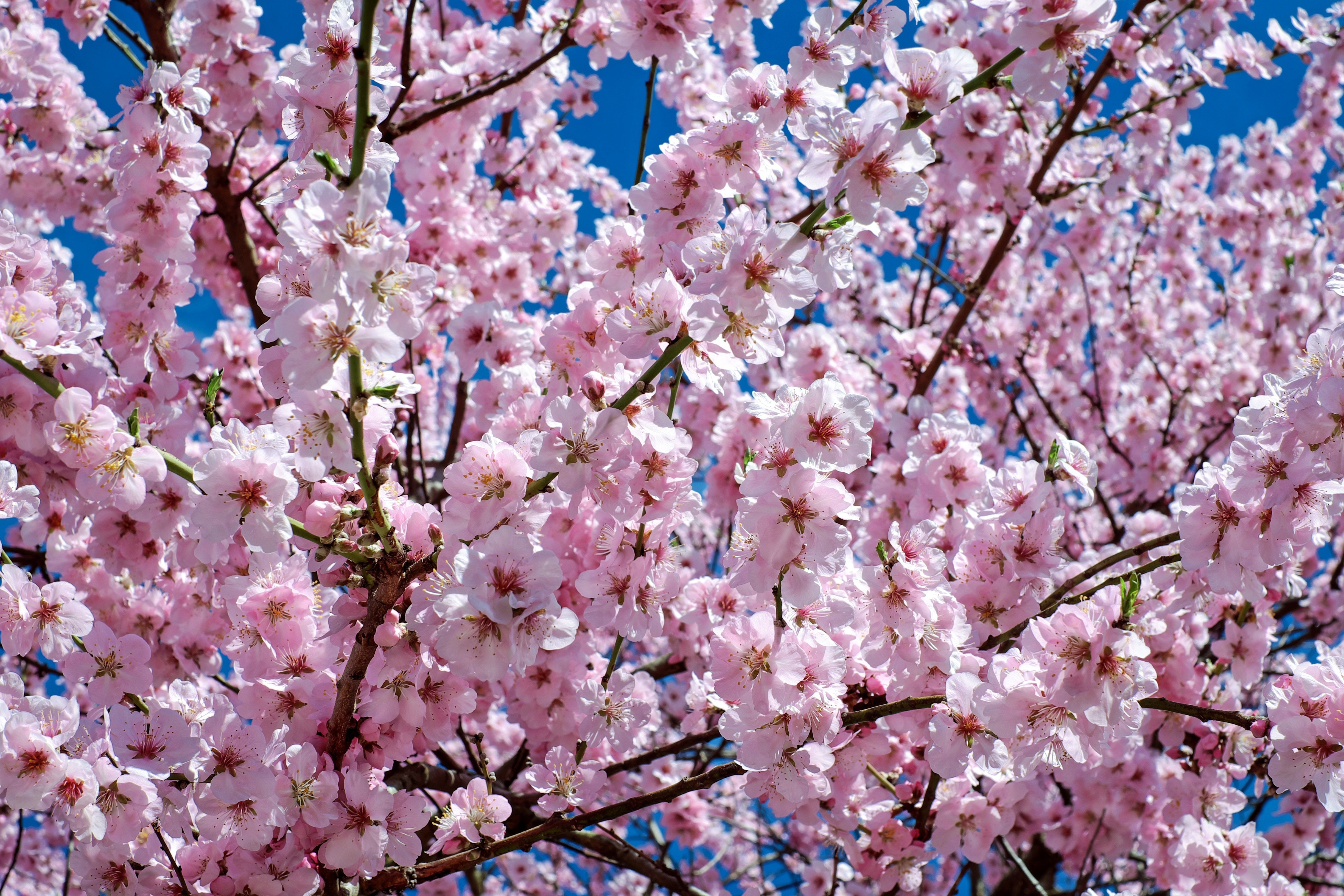 Завантажити шпалери безкоштовно Сакура, Цвітіння, Земля, Весна картинка на робочий стіл ПК