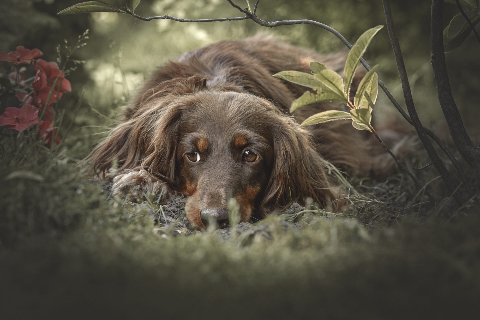 Baixar papel de parede para celular de Cães, Cão, Animais gratuito.