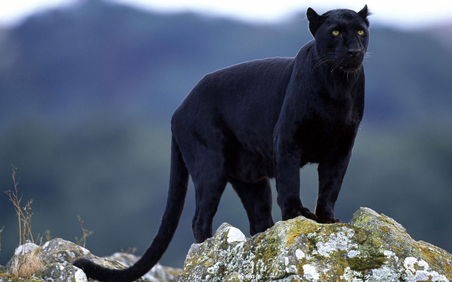 panther, animals, stones, big cat, color, moss wallpaper for mobile