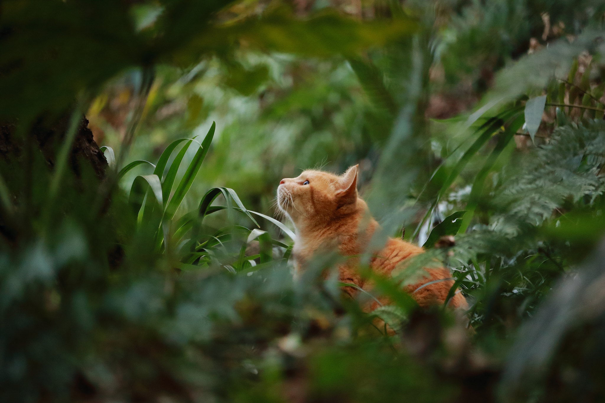 Baixar papel de parede para celular de Animais, Gatos, Gato gratuito.