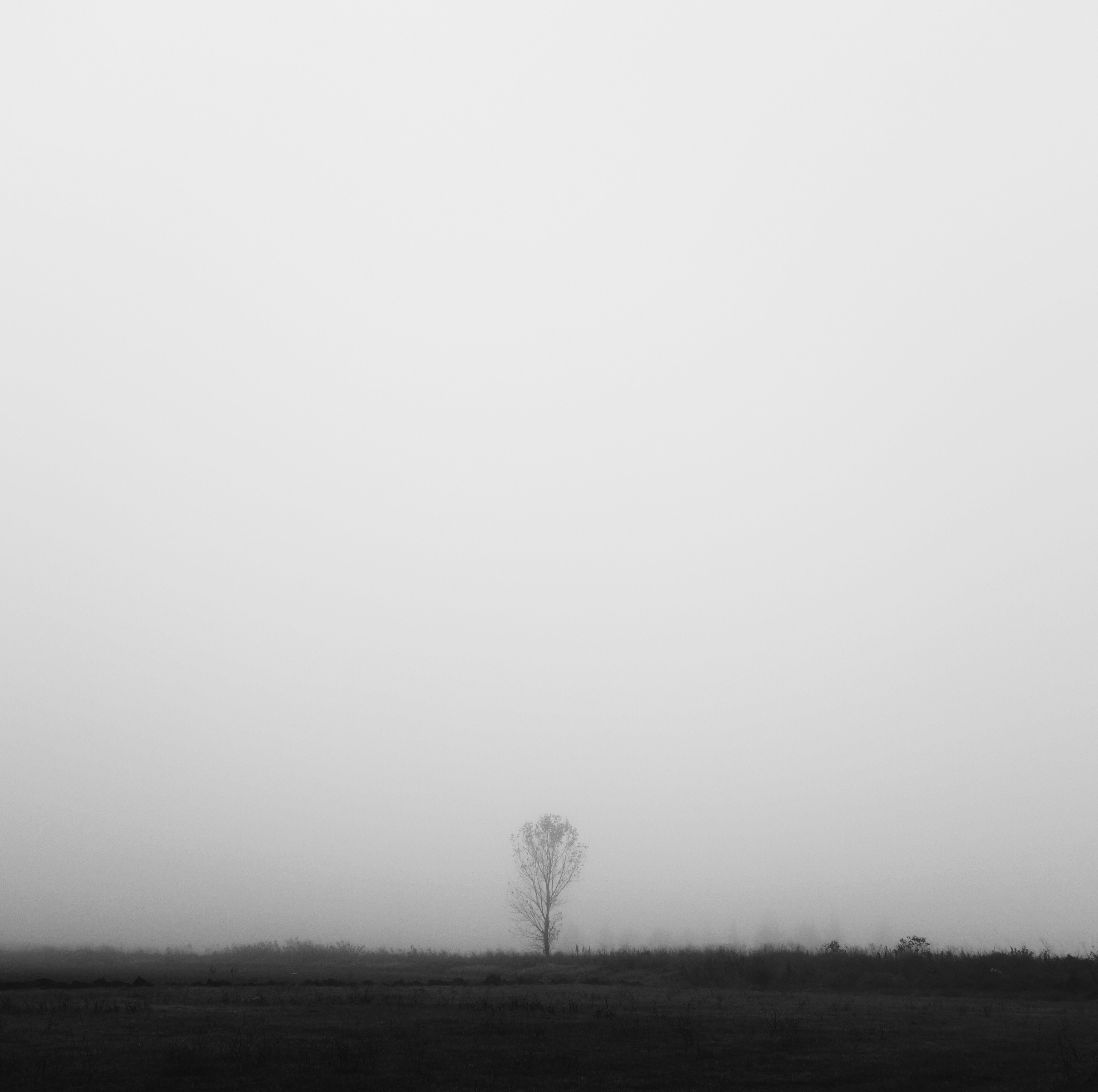 Download mobile wallpaper Field, Fog, Wood, Tree, Chb, Bw, Lonely, Minimalism, Alone for free.