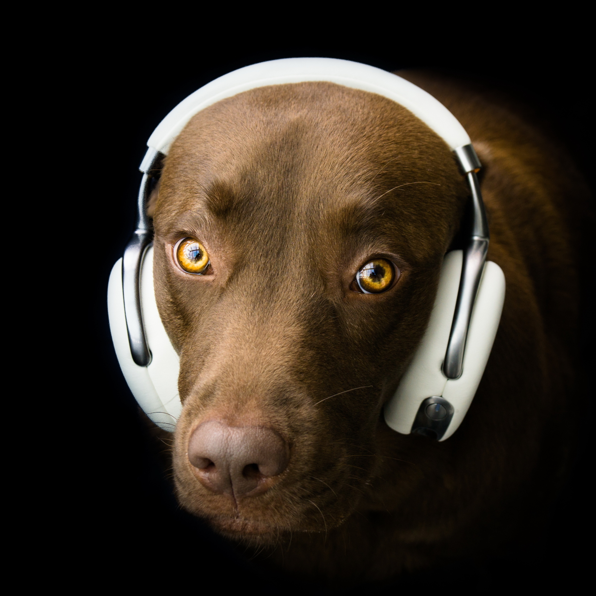 Download mobile wallpaper Dogs, Headphones, Dog, Animal for free.