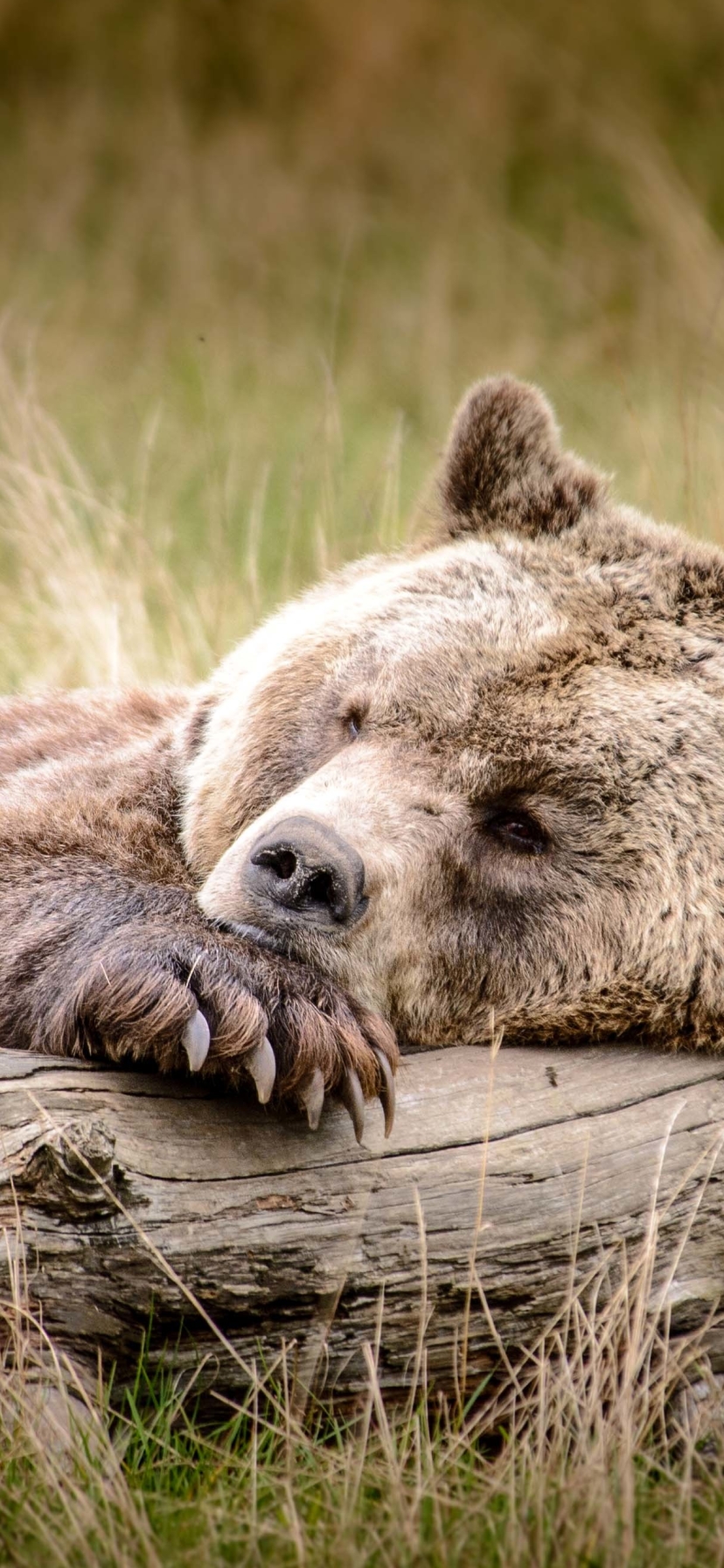 Download mobile wallpaper Bears, Bear, Animal, Sleeping for free.