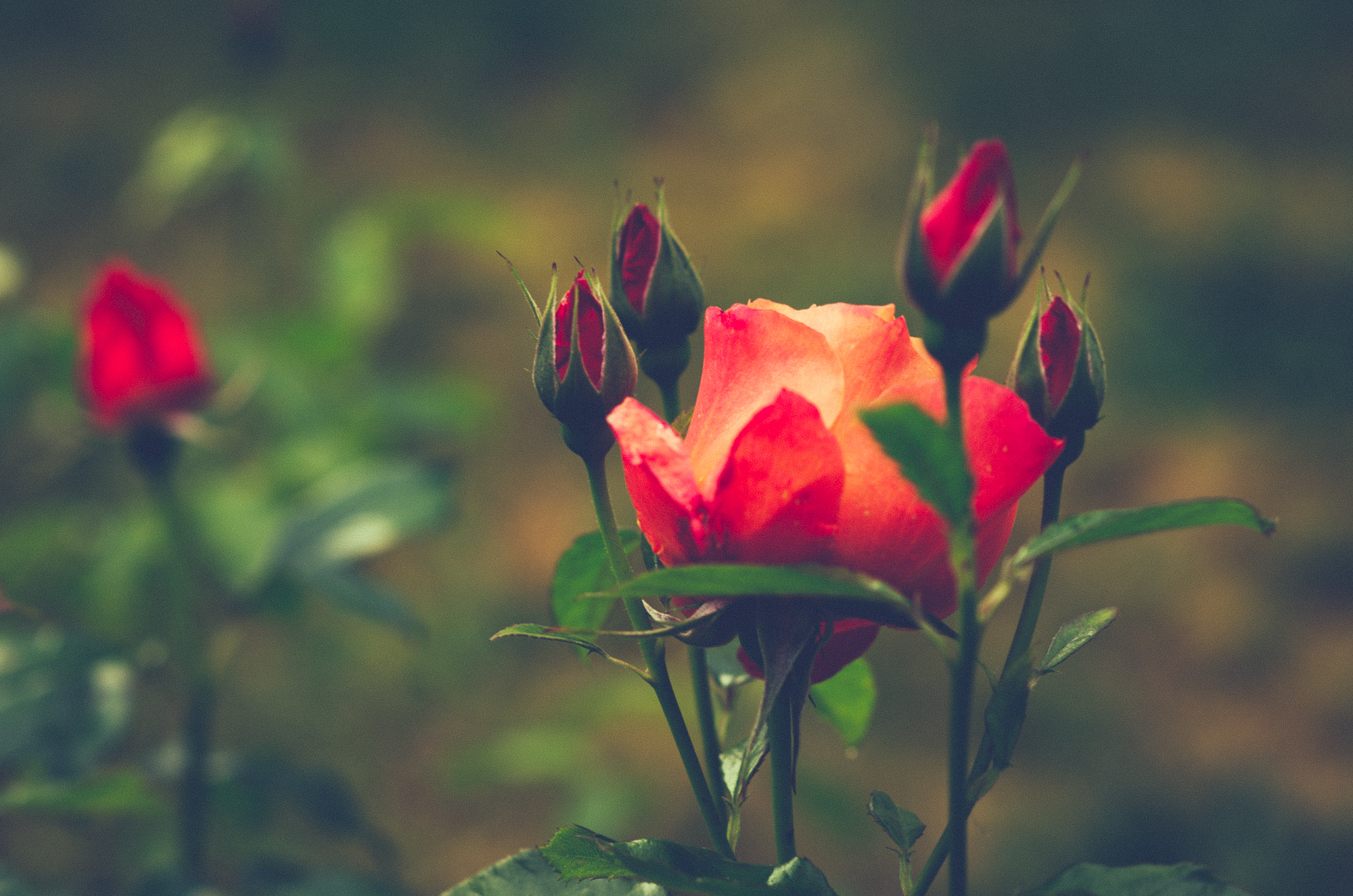 Download mobile wallpaper Bud, Rose Bush, Flowers, Flower, Rose, Earth for free.