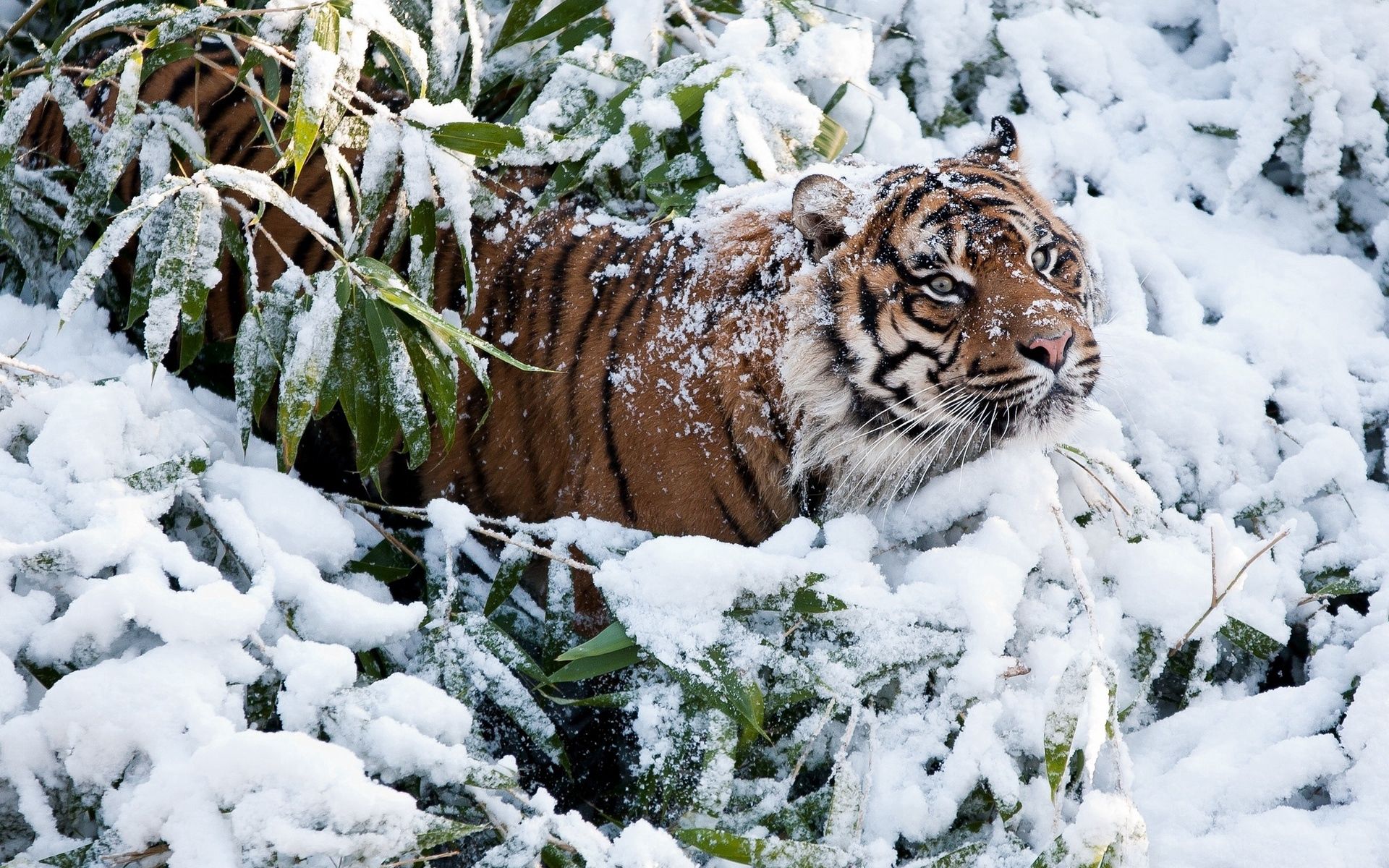 PCデスクトップに冬, 雪, ブランチ, 枝, 動物, 虎画像を無料でダウンロード