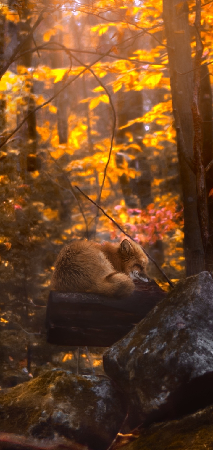 Download mobile wallpaper Fox, Fall, Animal, Sleeping for free.