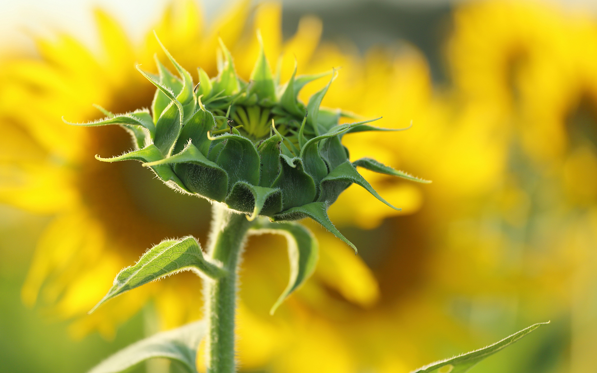 Download mobile wallpaper Sunflower, Flowers, Earth for free.