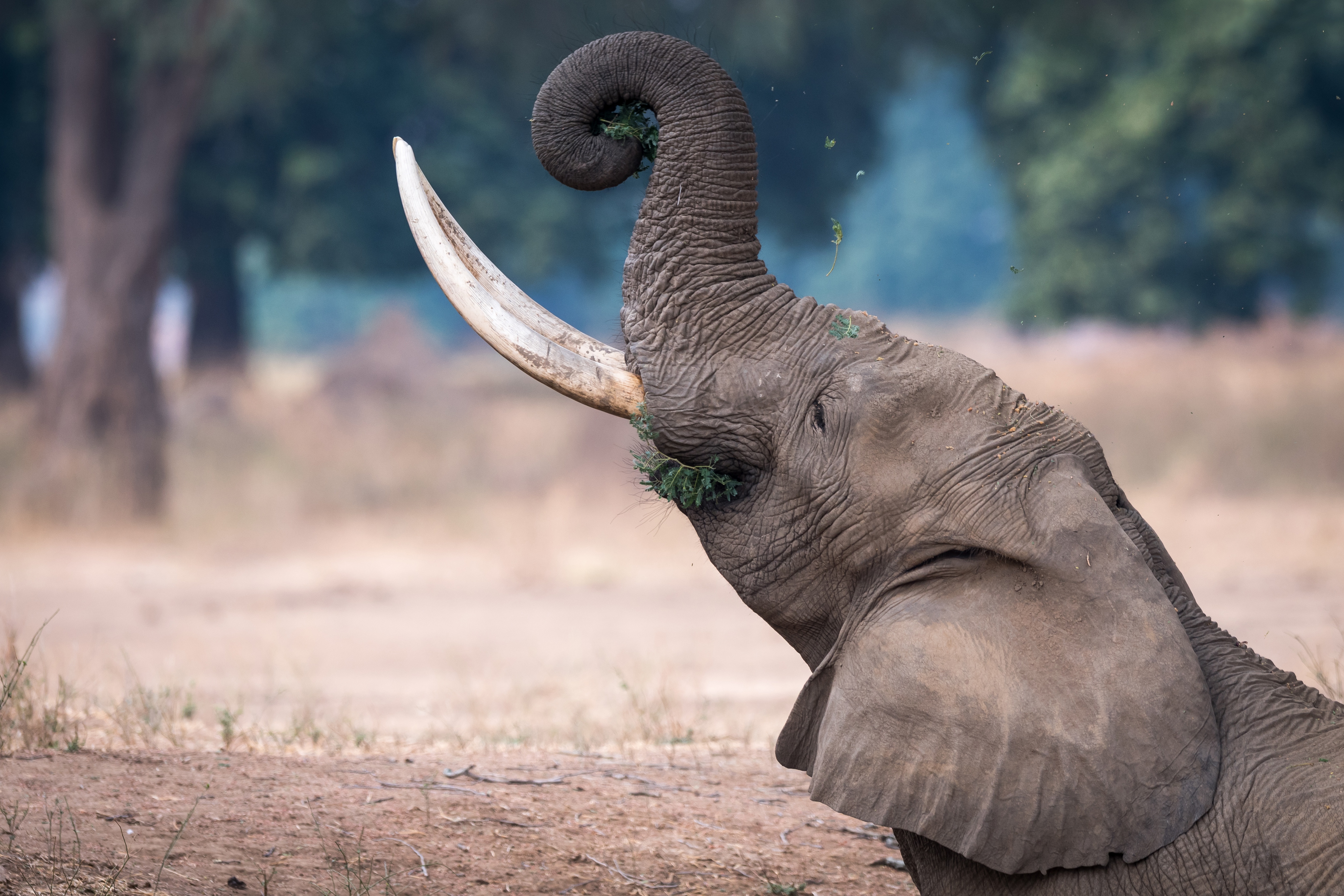 PCデスクトップに動物, アフリカゾウ, 被写界深度, ゾウ画像を無料でダウンロード