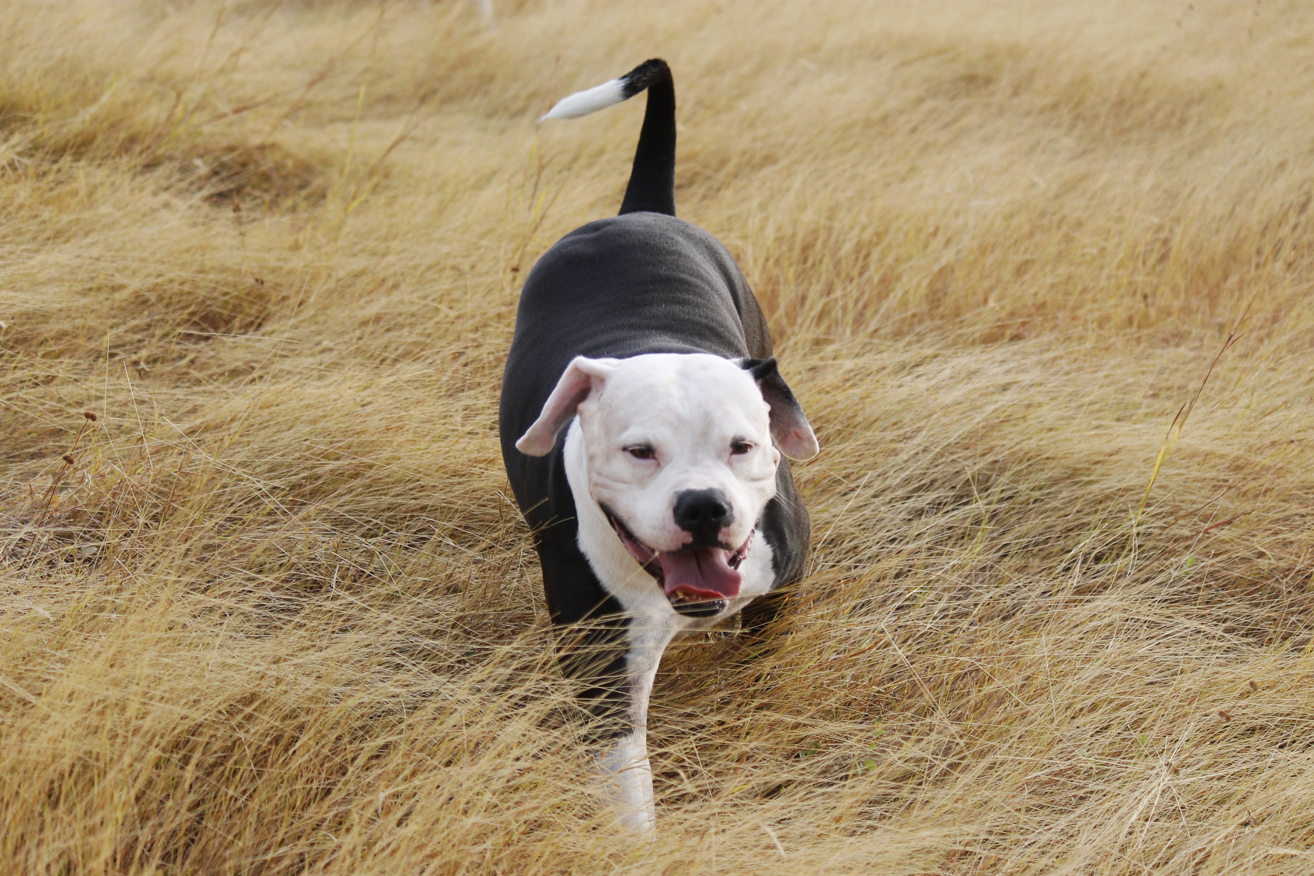 Download mobile wallpaper Animals, Grass, Stroll, Dog, Pit Bull, Pitbull for free.