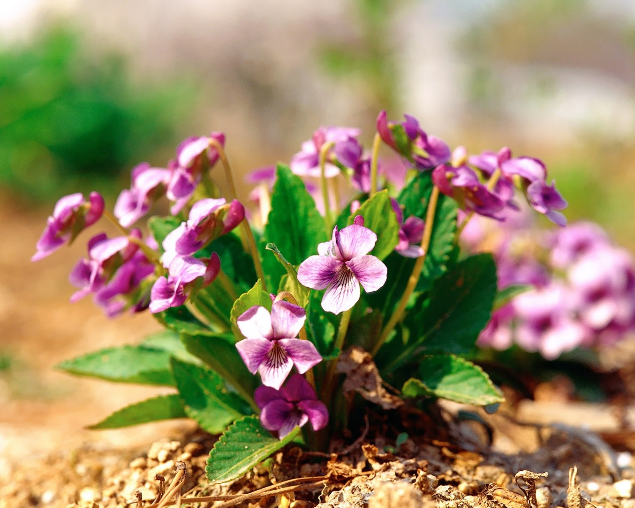 Descarga gratuita de fondo de pantalla para móvil de Flor, Tierra/naturaleza.