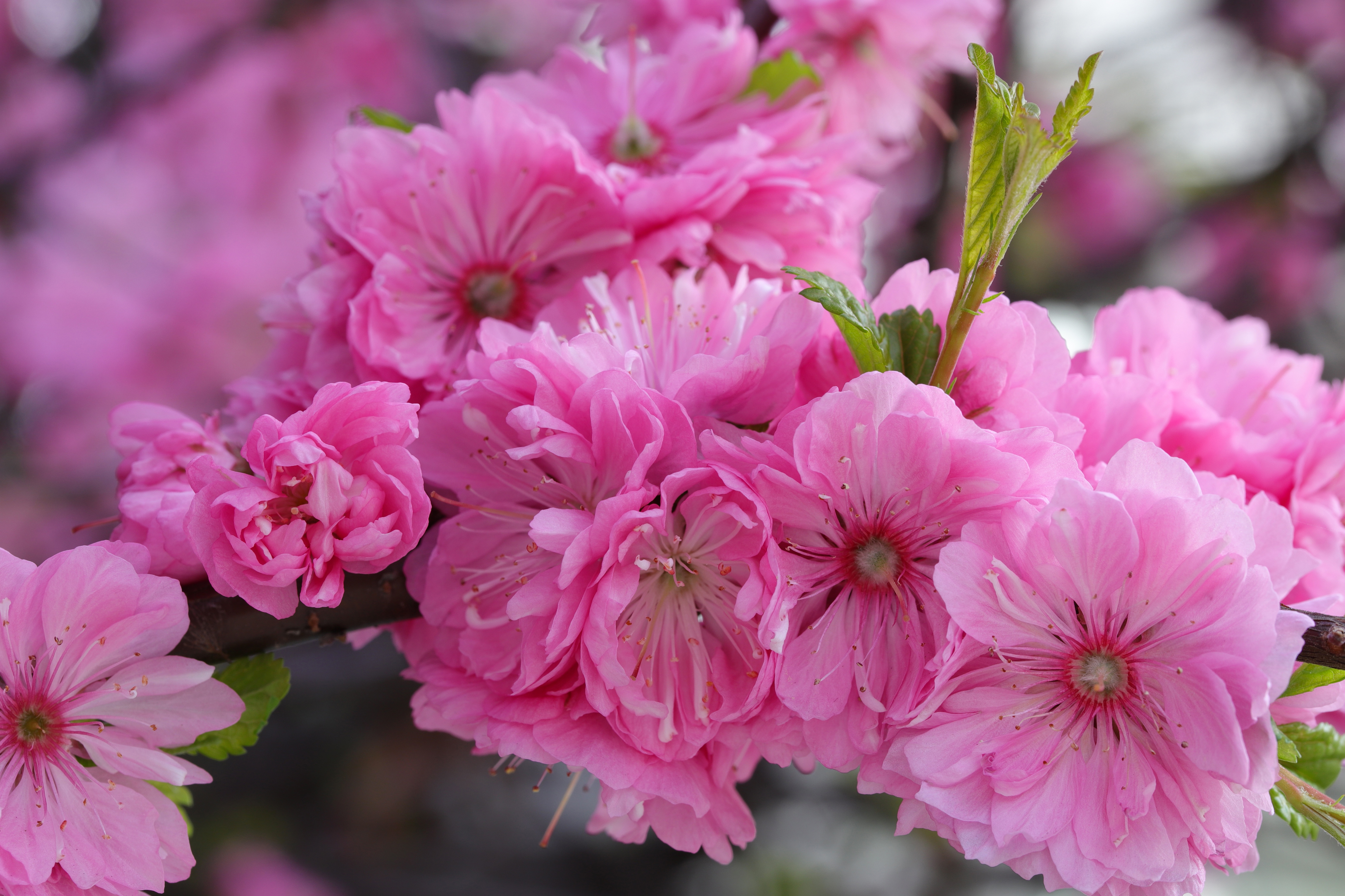 Завантажити шпалери безкоштовно Сакура, Цвітіння, Земля, Рожева Квітка картинка на робочий стіл ПК