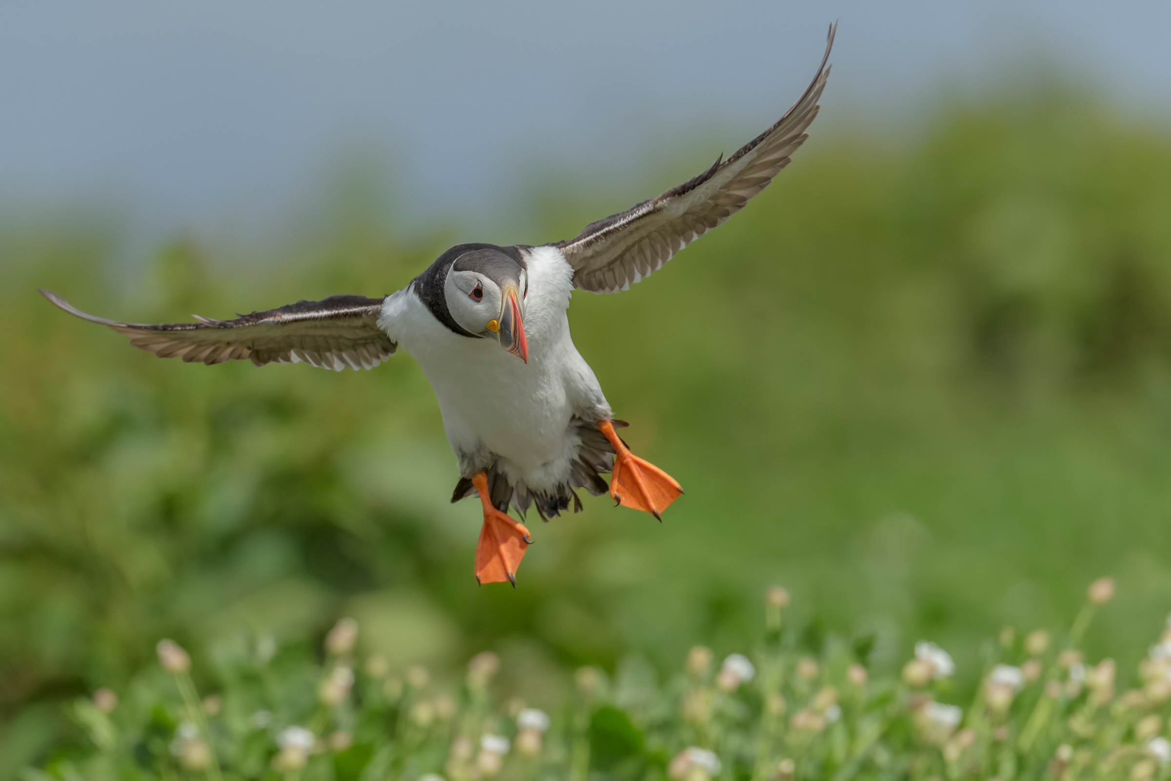 Download mobile wallpaper Birds, Bird, Animal, Puffin, Depth Of Field for free.