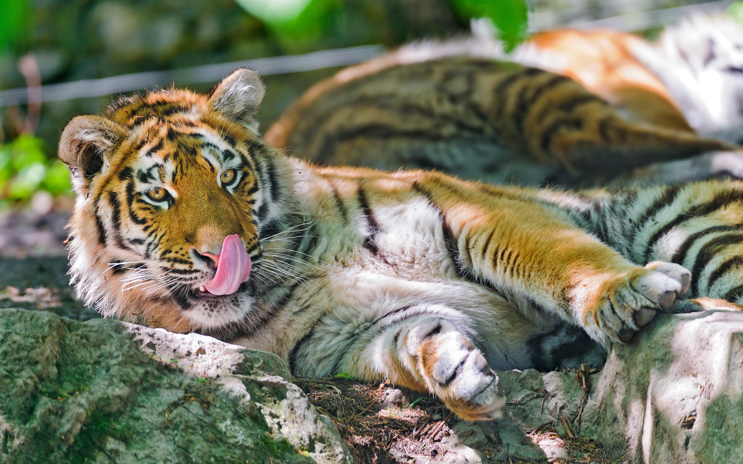 93185 скачать картинку тигр, животные, лежать, большая кошка, язык, облизываться - обои и заставки бесплатно