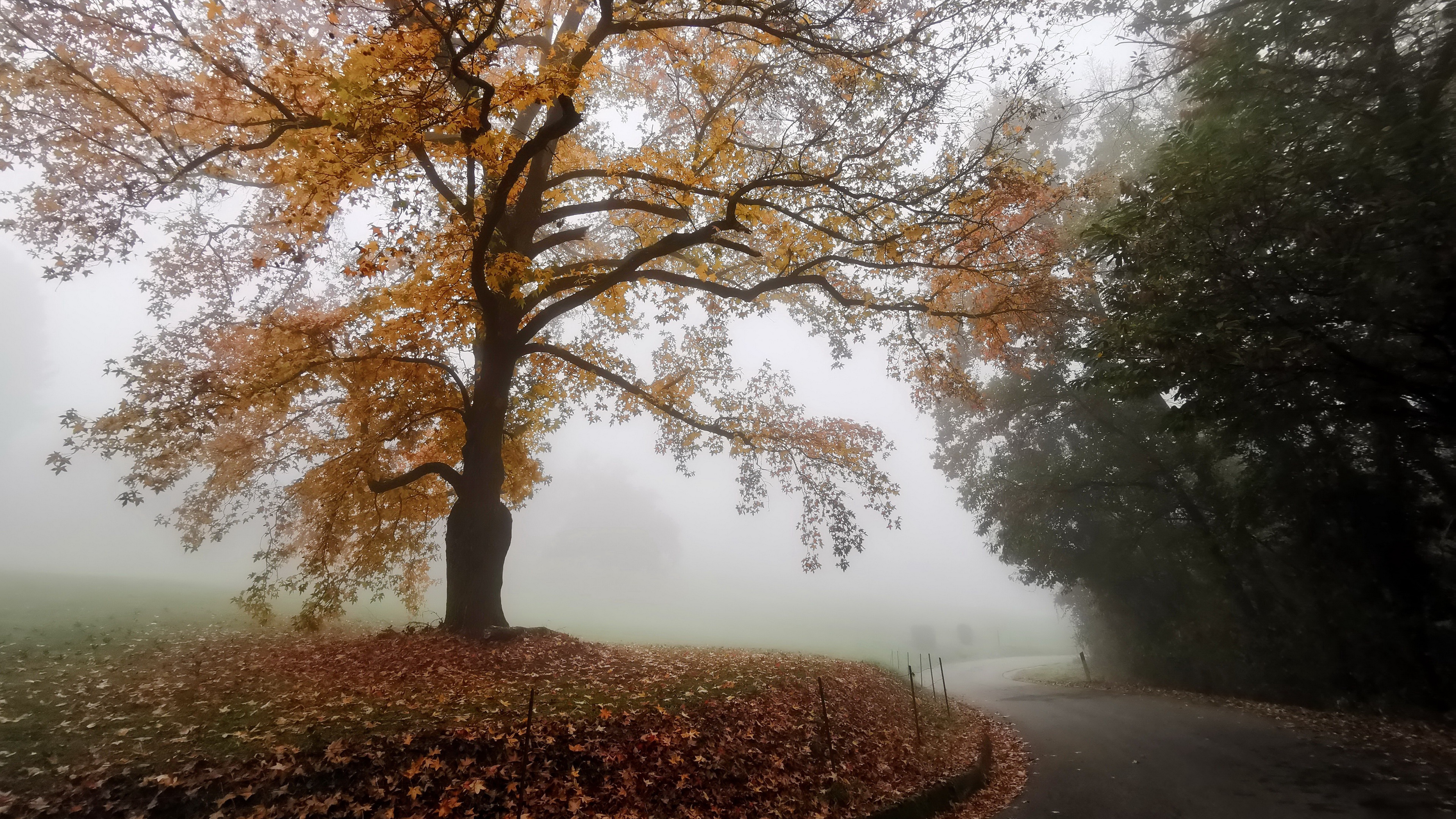 Free download wallpaper Road, Fog, Fall, Man Made on your PC desktop