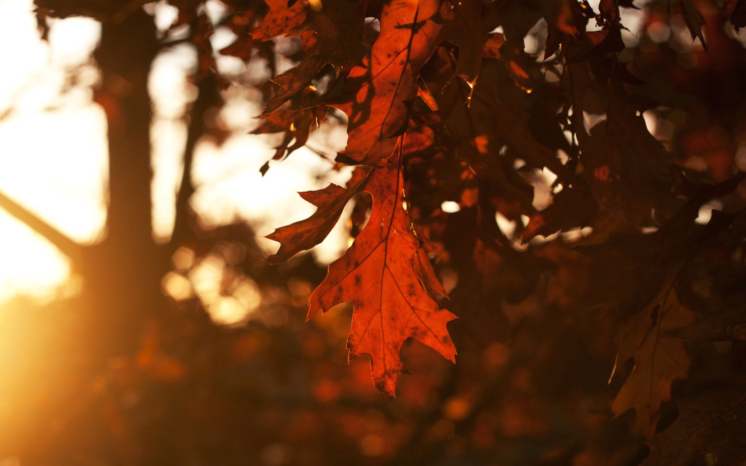 sheet, trees, autumn, leaves, dark, leaf, oak, season Desktop Wallpaper