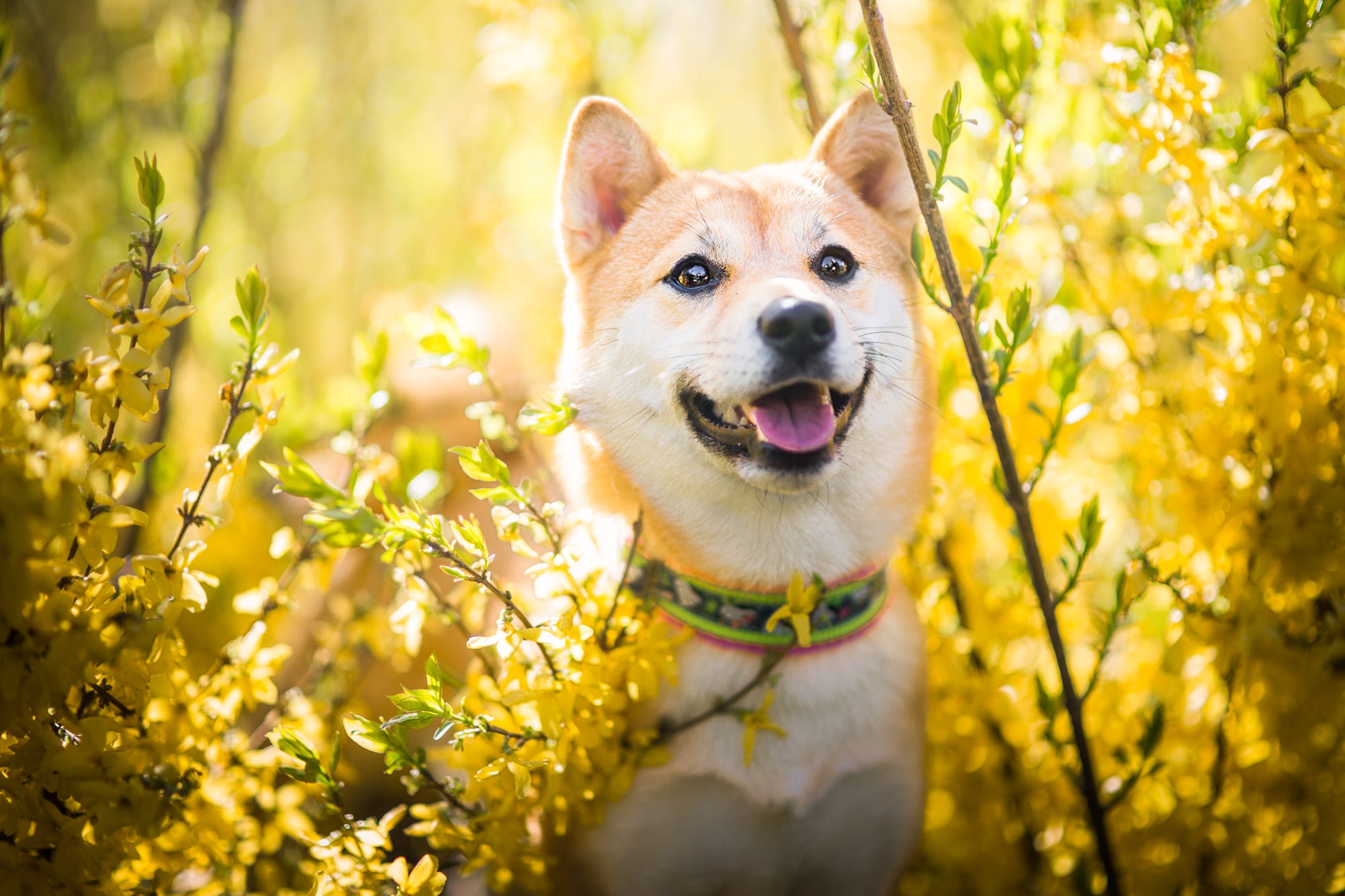 Download mobile wallpaper Dogs, Dog, Animal, Shiba Inu for free.