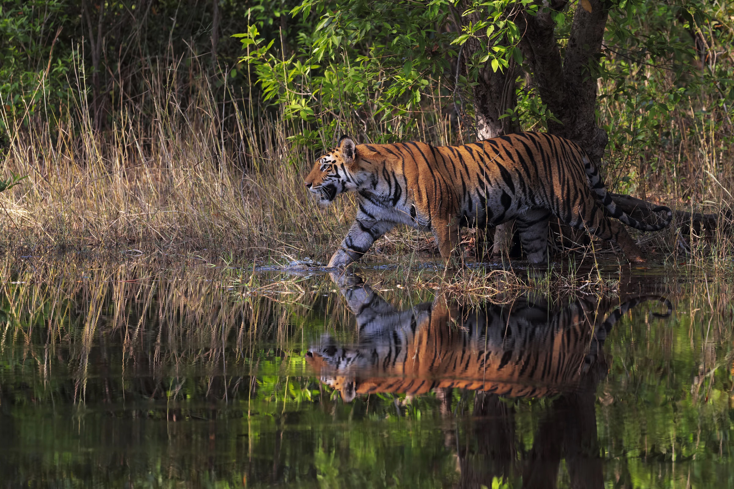 Free download wallpaper Cats, Reflection, Tiger, Animal on your PC desktop