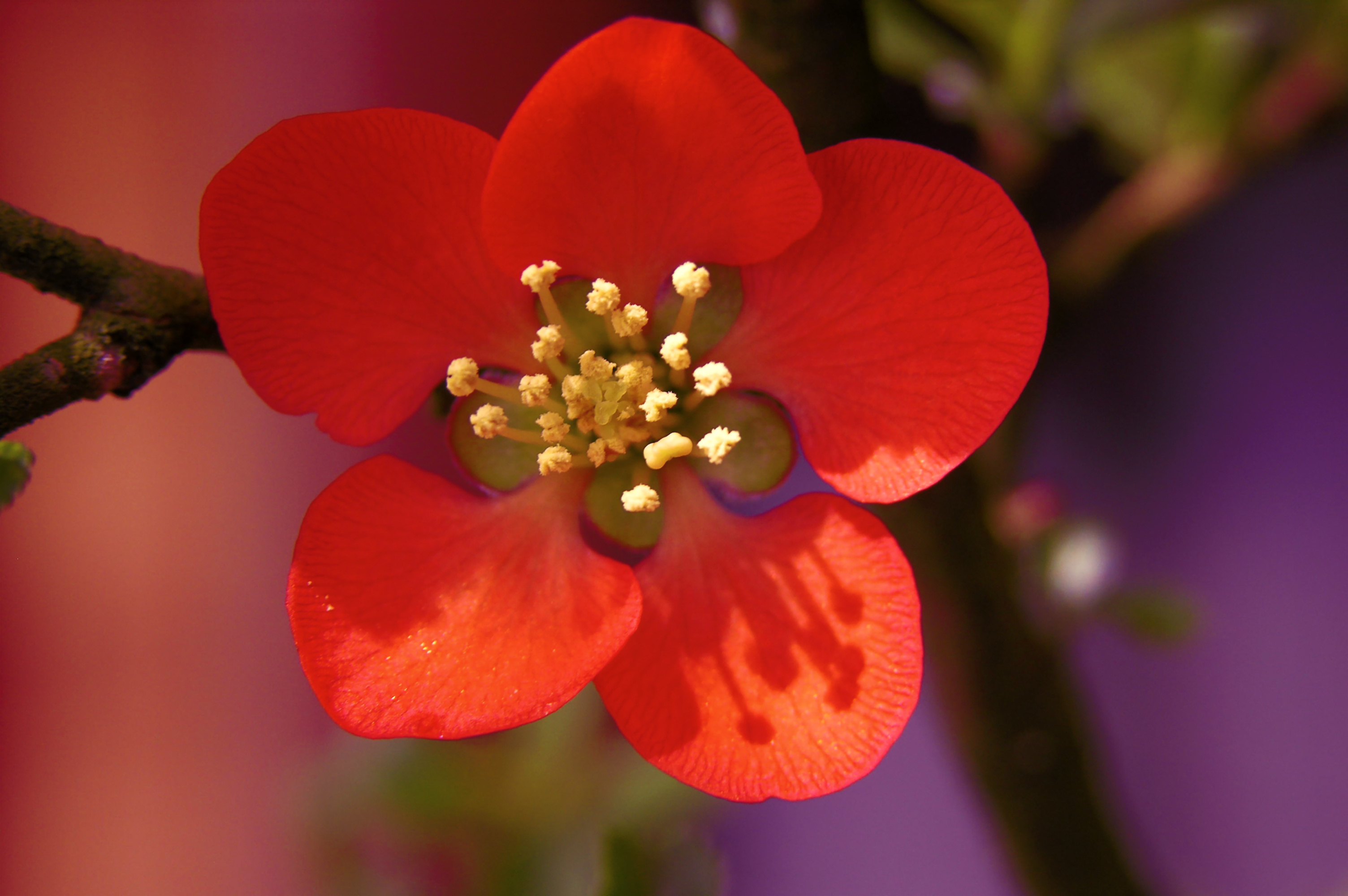 PCデスクトップにフラワーズ, 花, 地球, 赤い花画像を無料でダウンロード