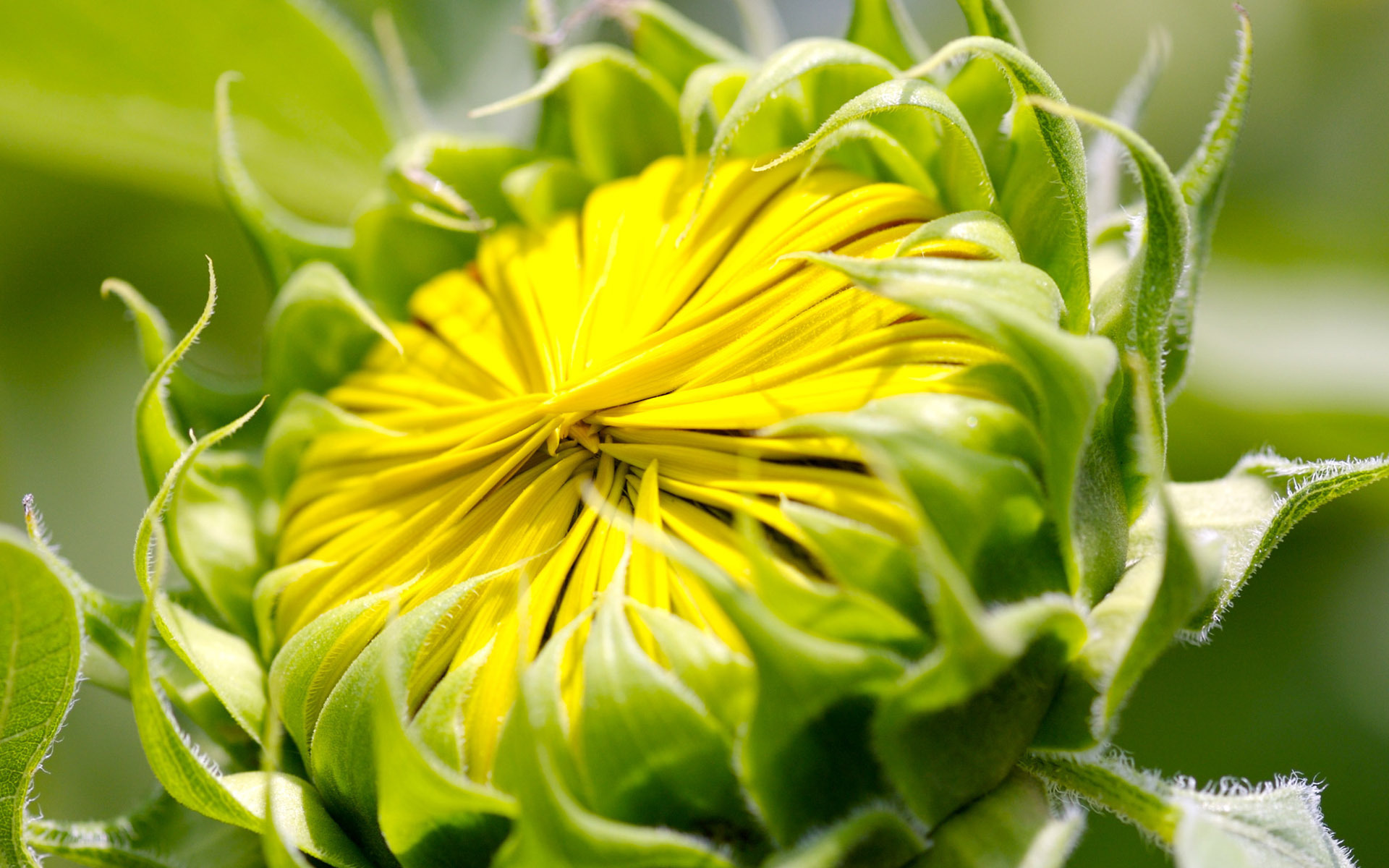 Téléchargez gratuitement l'image Fleurs, Fleur, Terre/nature sur le bureau de votre PC