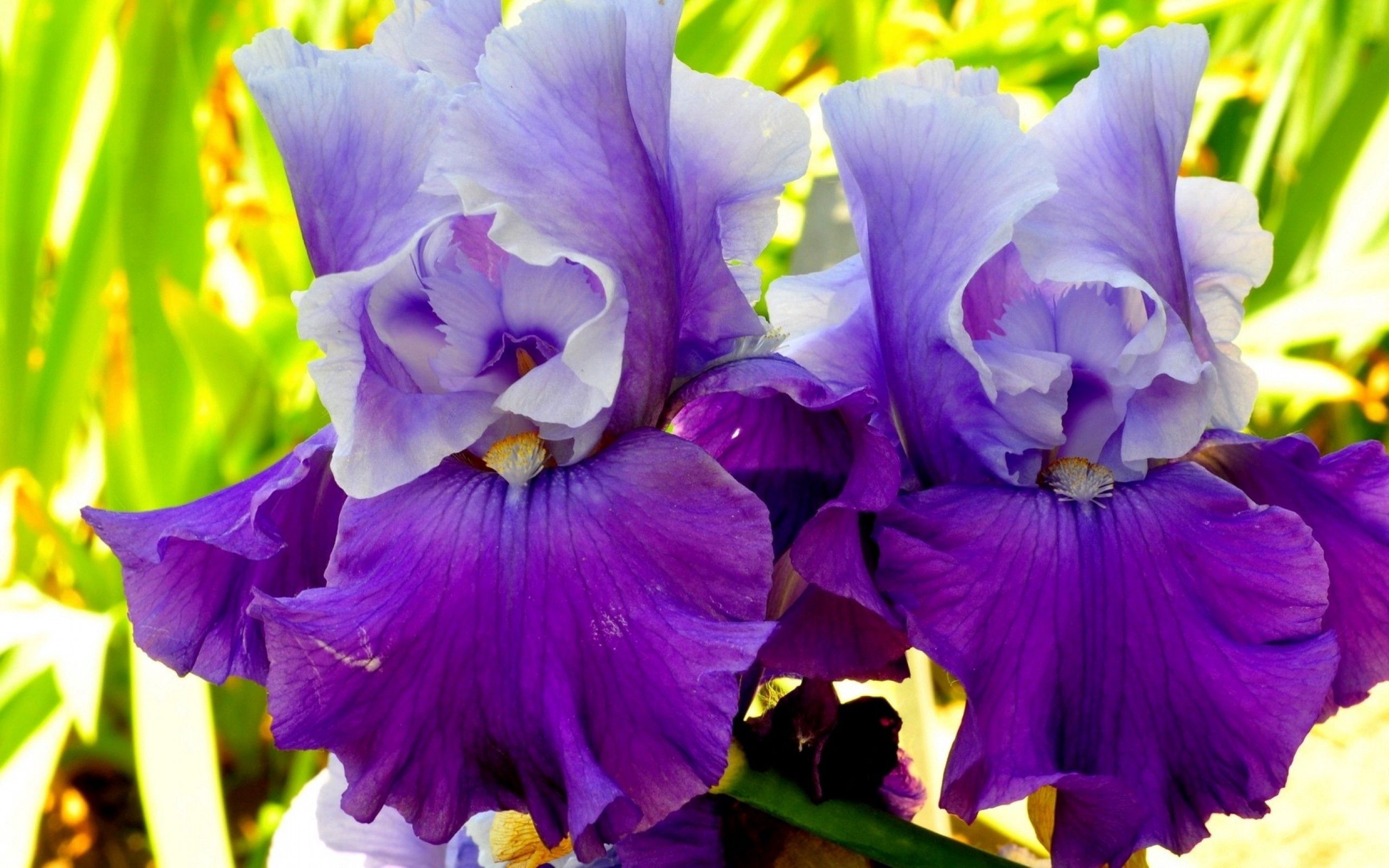 Free download wallpaper Irises, Macro, Petals, Flowers, Lilac on your PC desktop