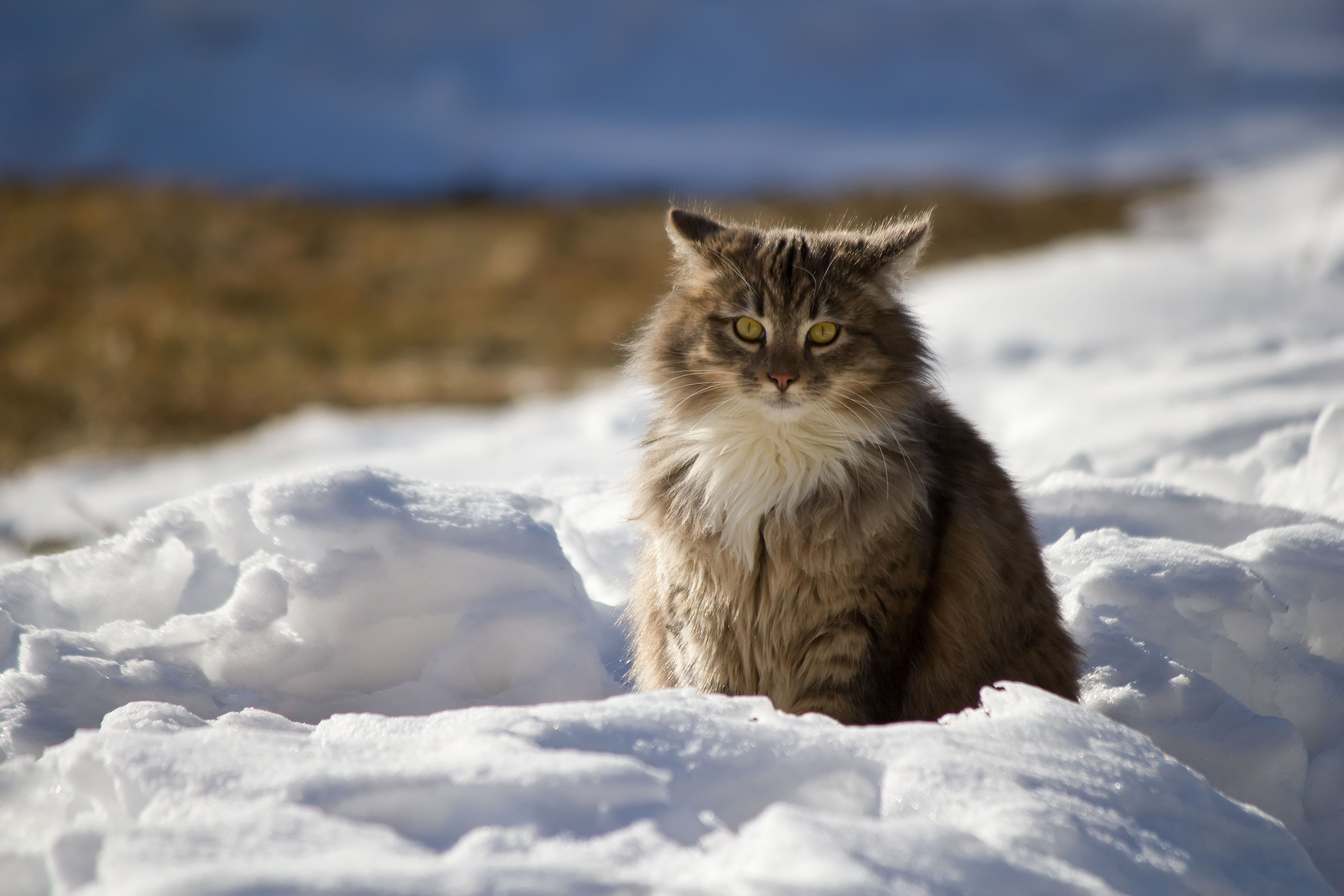 fluffy, winter, animals, snow, cat wallpaper for mobile