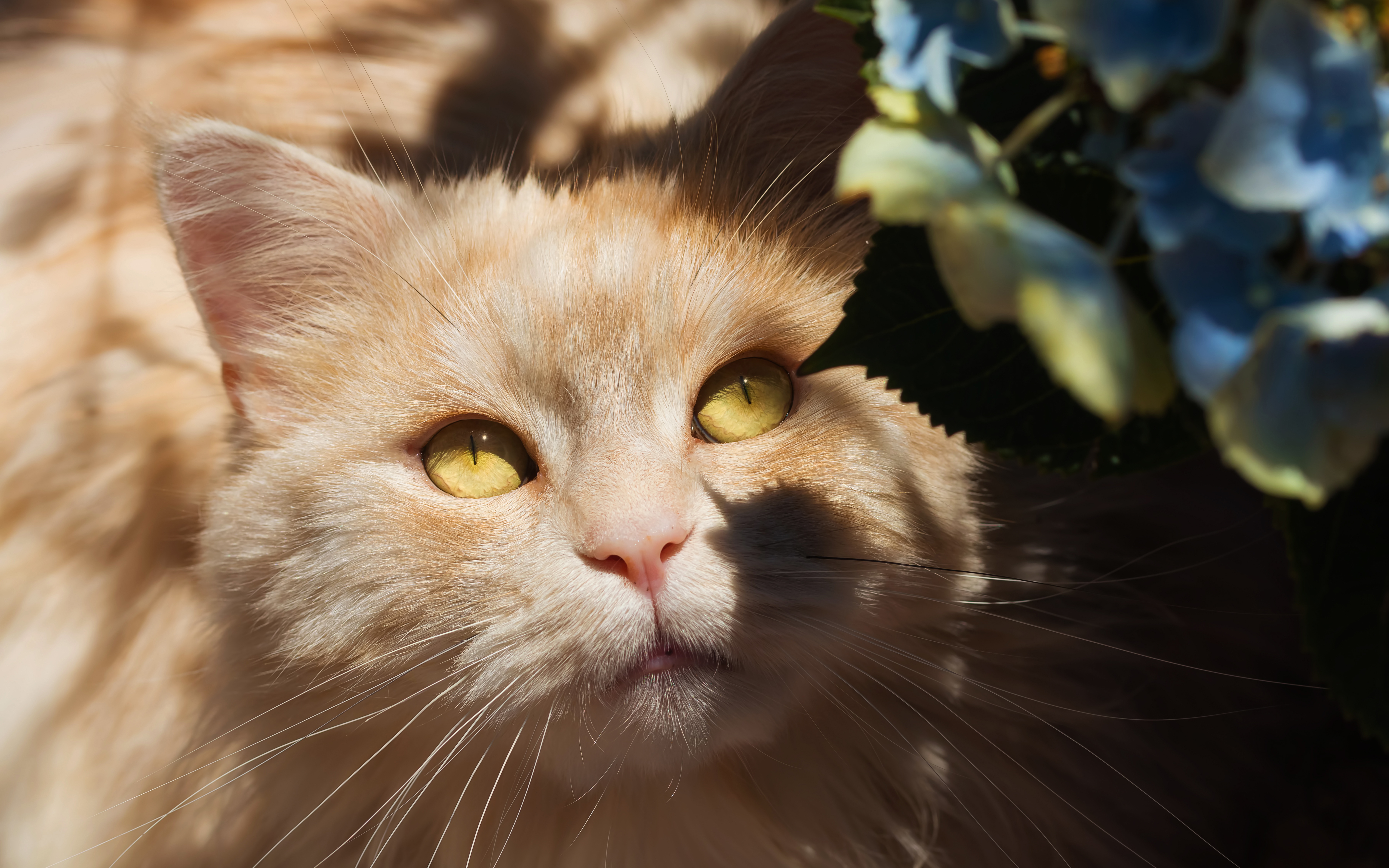 Baixar papel de parede para celular de Animais, Gatos, Gato gratuito.