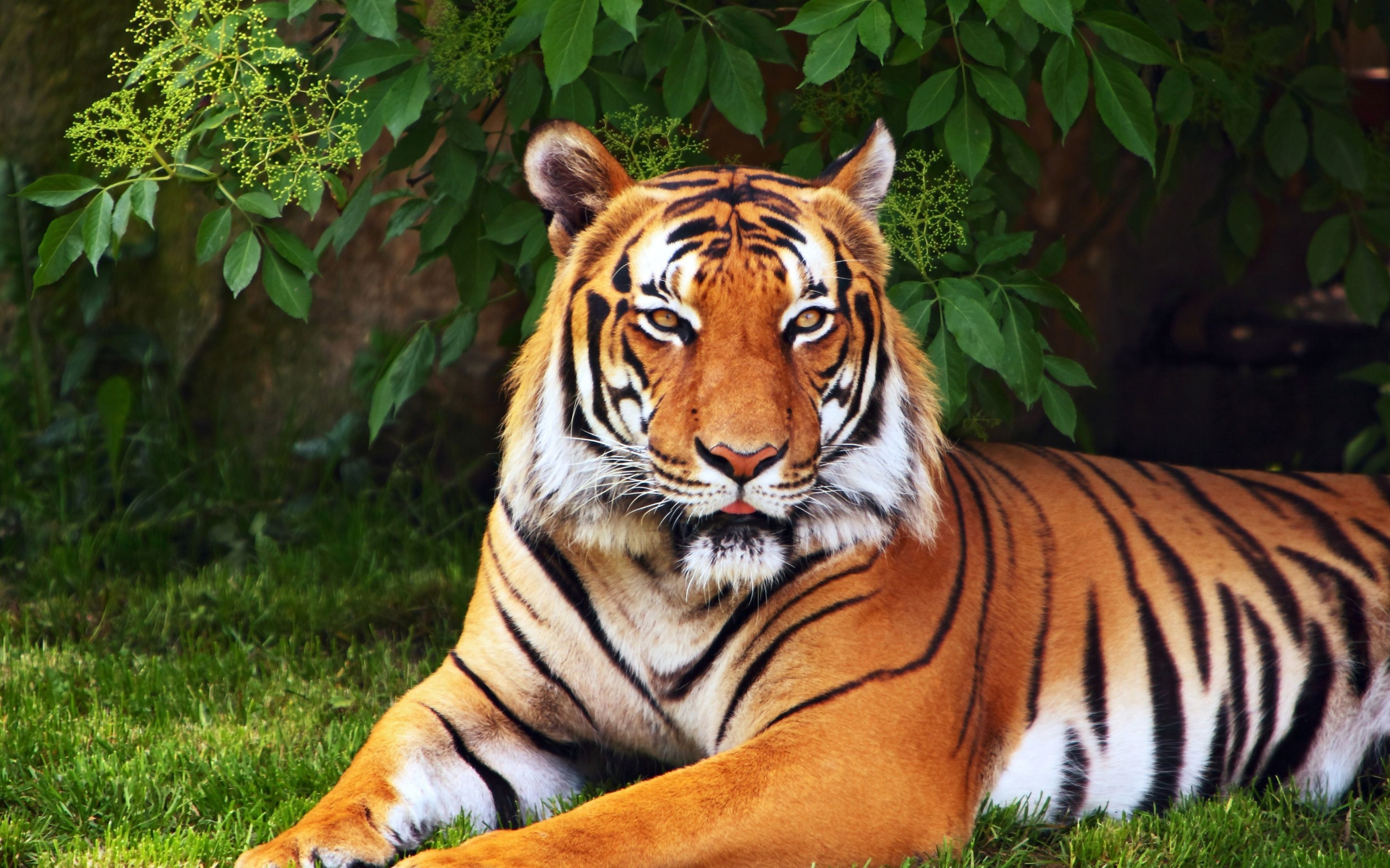 310774 скачать картинку тигр, животные, кошки - обои и заставки бесплатно