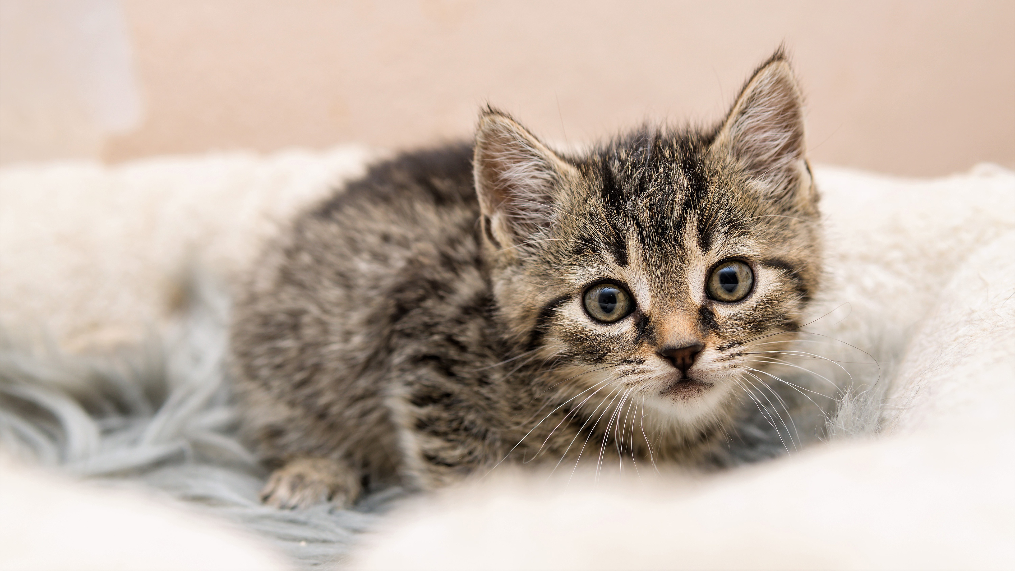 Baixe gratuitamente a imagem Gato, Gatos, Animais na área de trabalho do seu PC