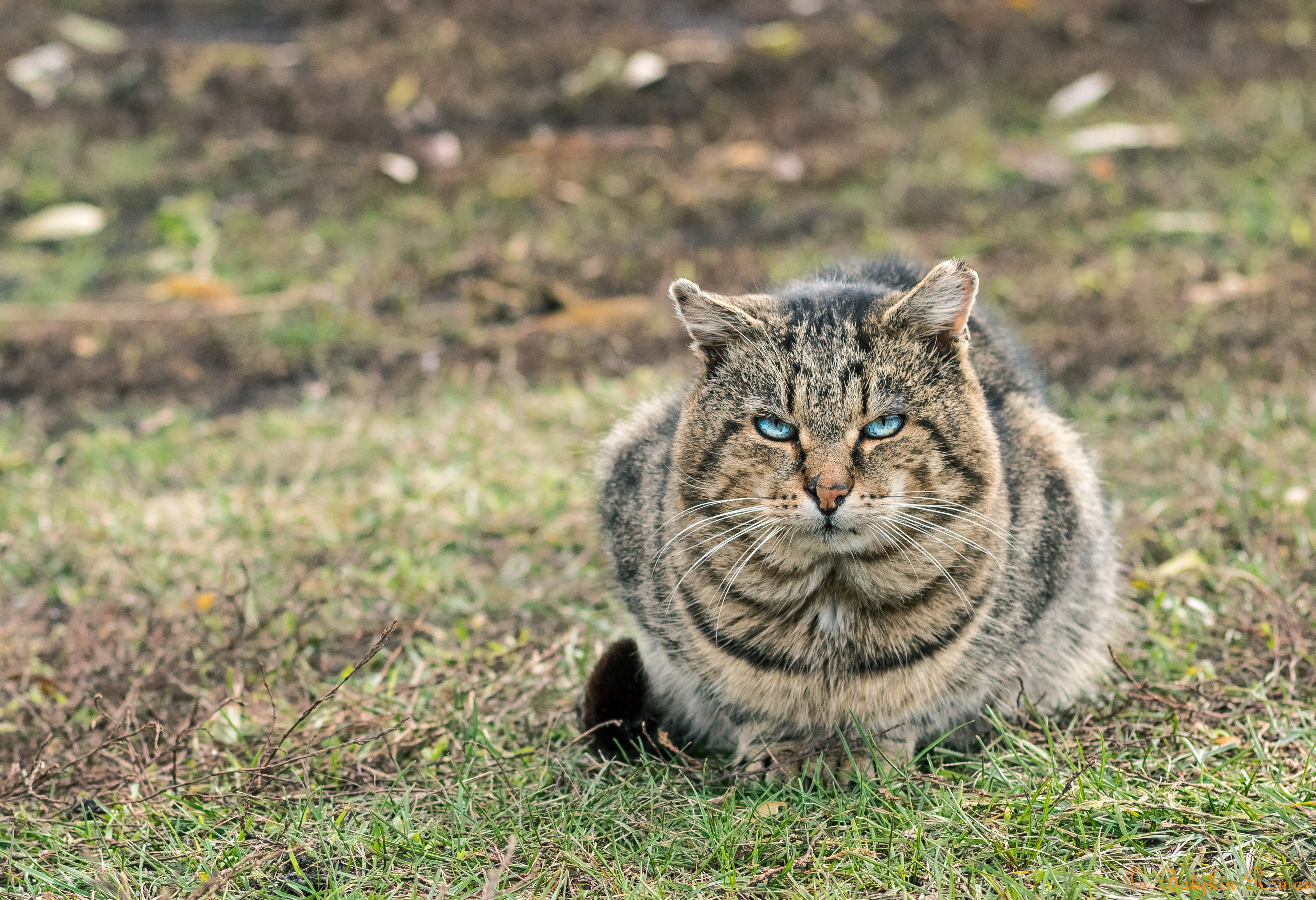 Descarga gratuita de fondo de pantalla para móvil de Gato, Gatos, Animales.