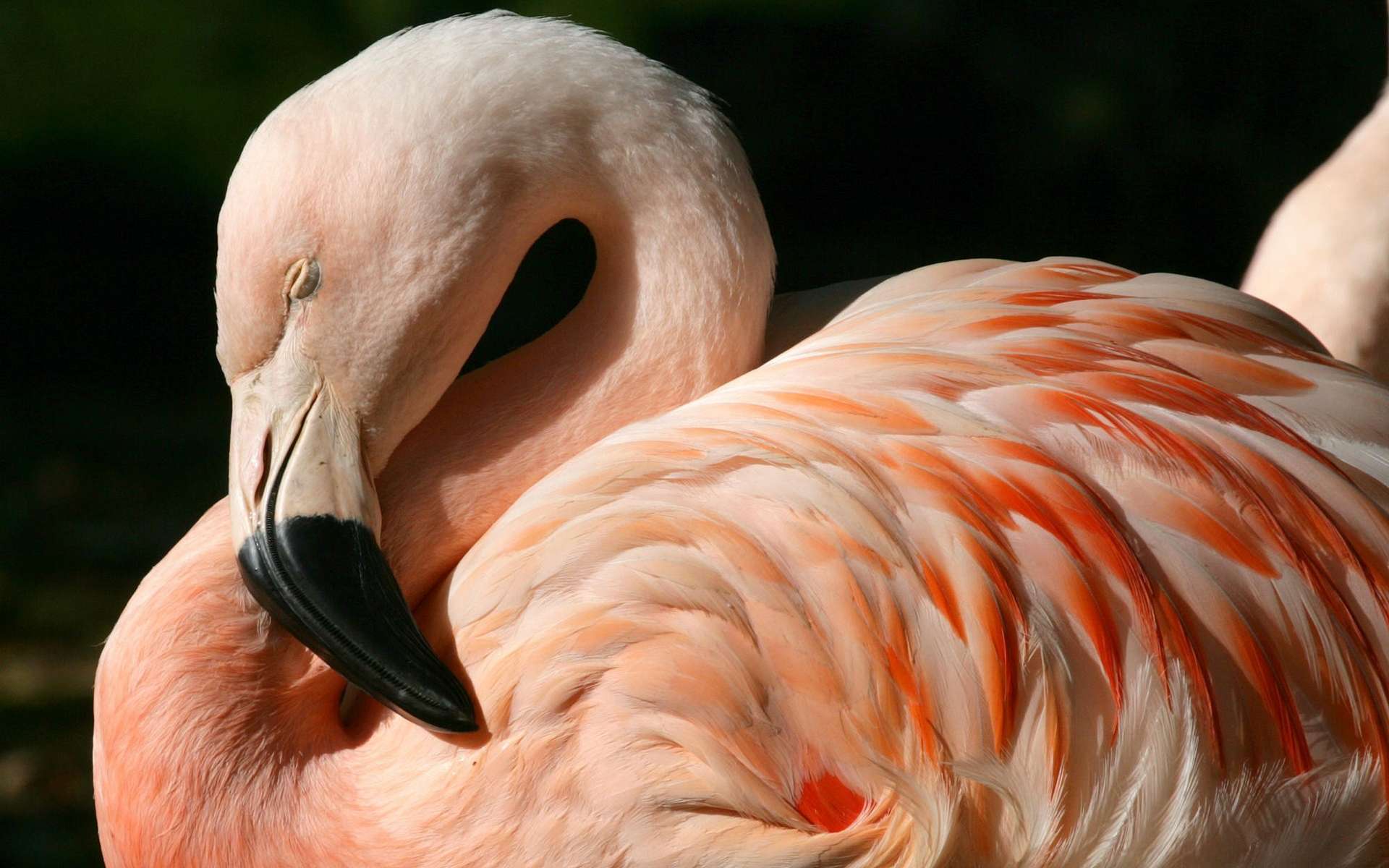 Скачать обои бесплатно Животные, Птицы, Фламинго, Чилийский Фламинго картинка на рабочий стол ПК