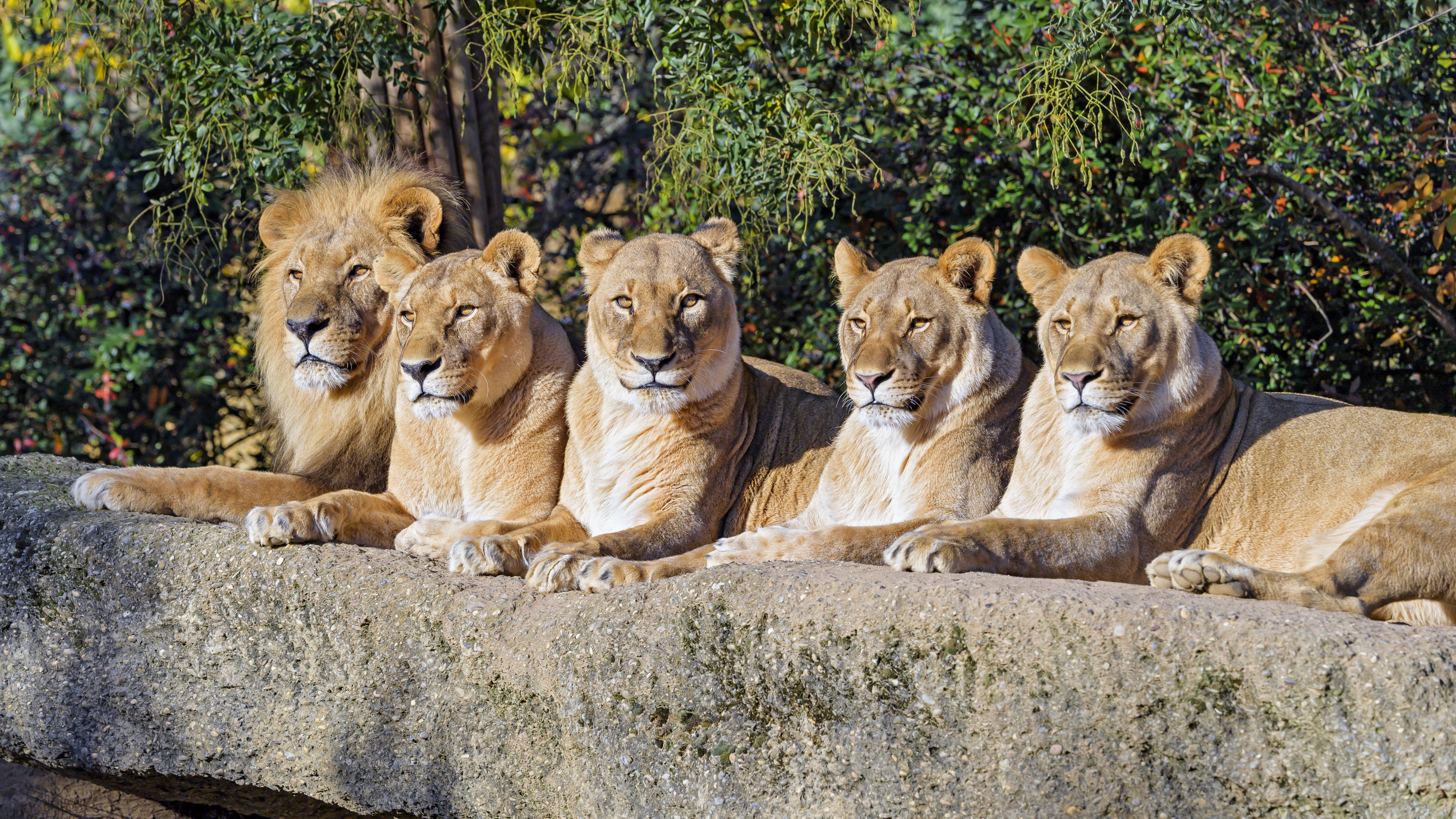 wildlife, animals, lions, predator, big cat, animal 4K for PC
