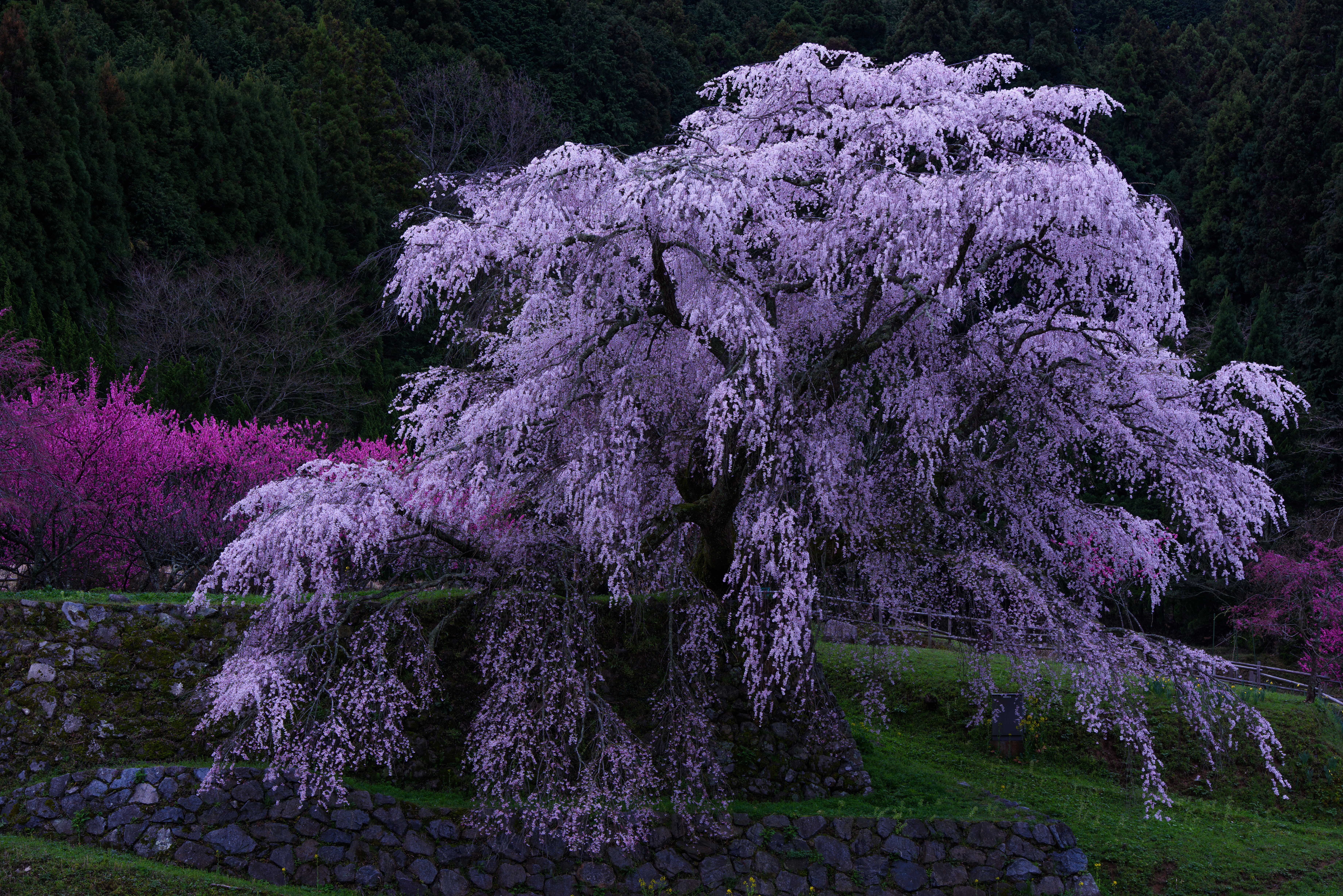 Download mobile wallpaper Park, Tree, Earth, Spring, Photography, Blossom, Purple Flower for free.