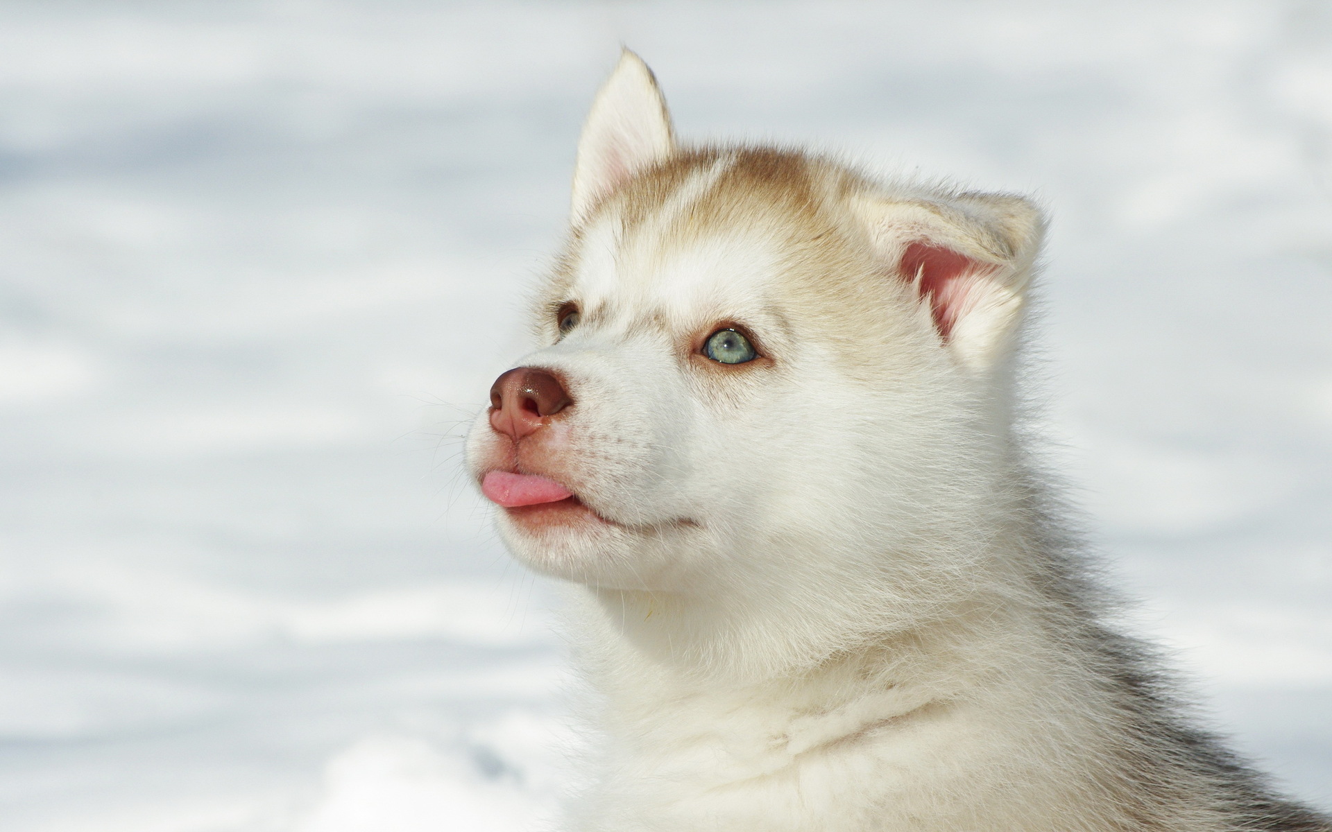 Téléchargez gratuitement l'image Animaux, Chien, Rauque sur le bureau de votre PC