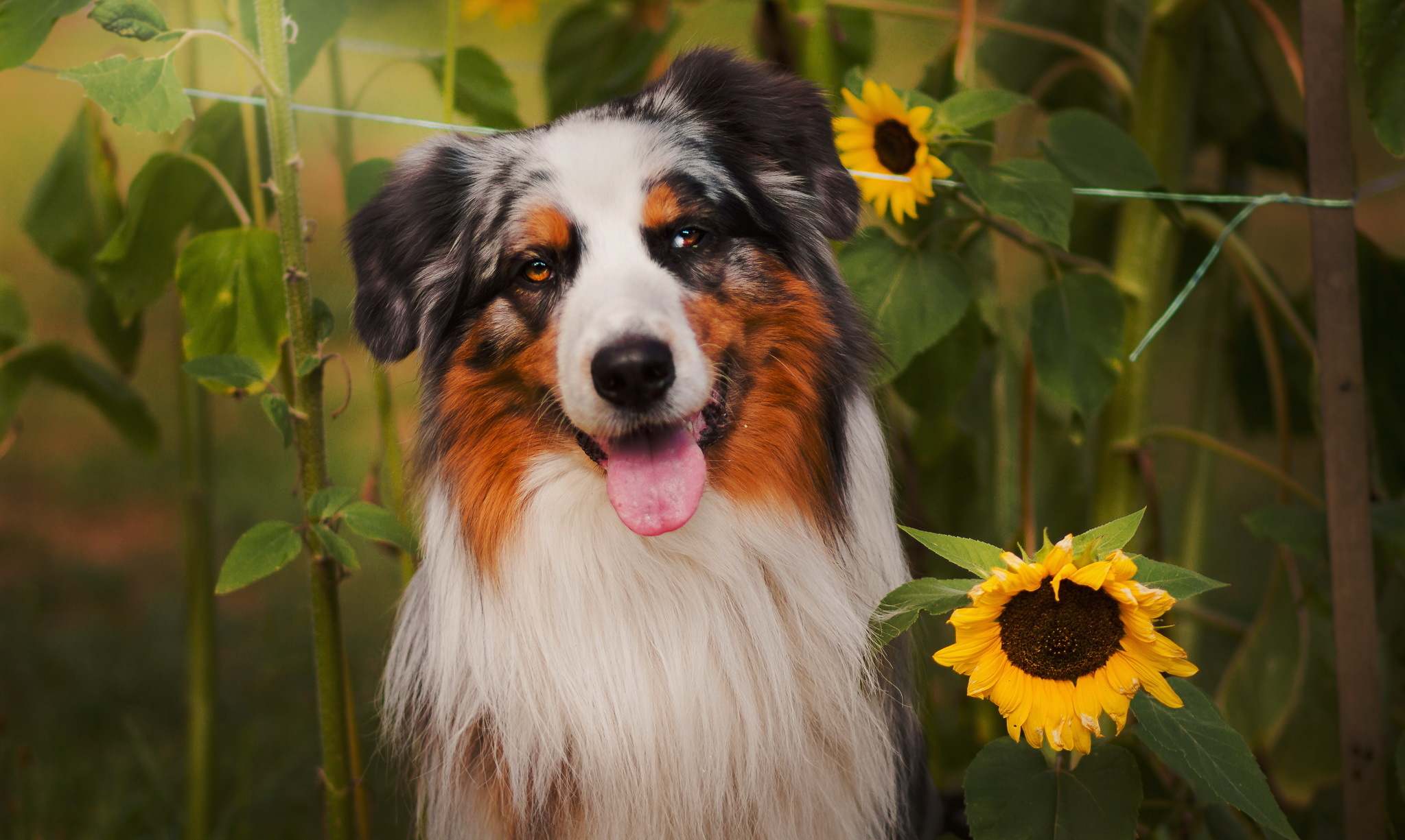 Laden Sie das Tiere, Hunde, Hund, Schnauze, Sonnenblume, Australischer Hirte-Bild kostenlos auf Ihren PC-Desktop herunter