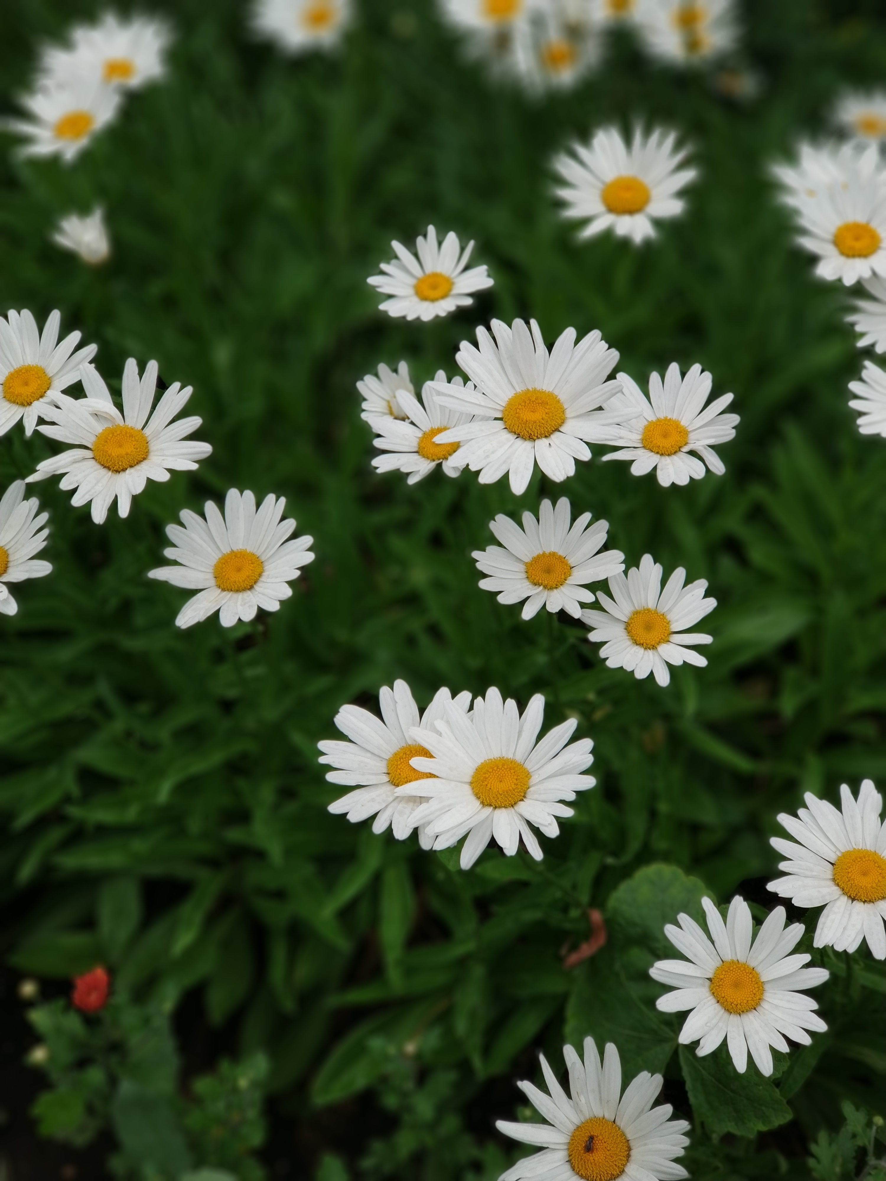 Laden Sie das Kamille, Blühen, Blühenden, Pflanze, Blumen-Bild kostenlos auf Ihren PC-Desktop herunter