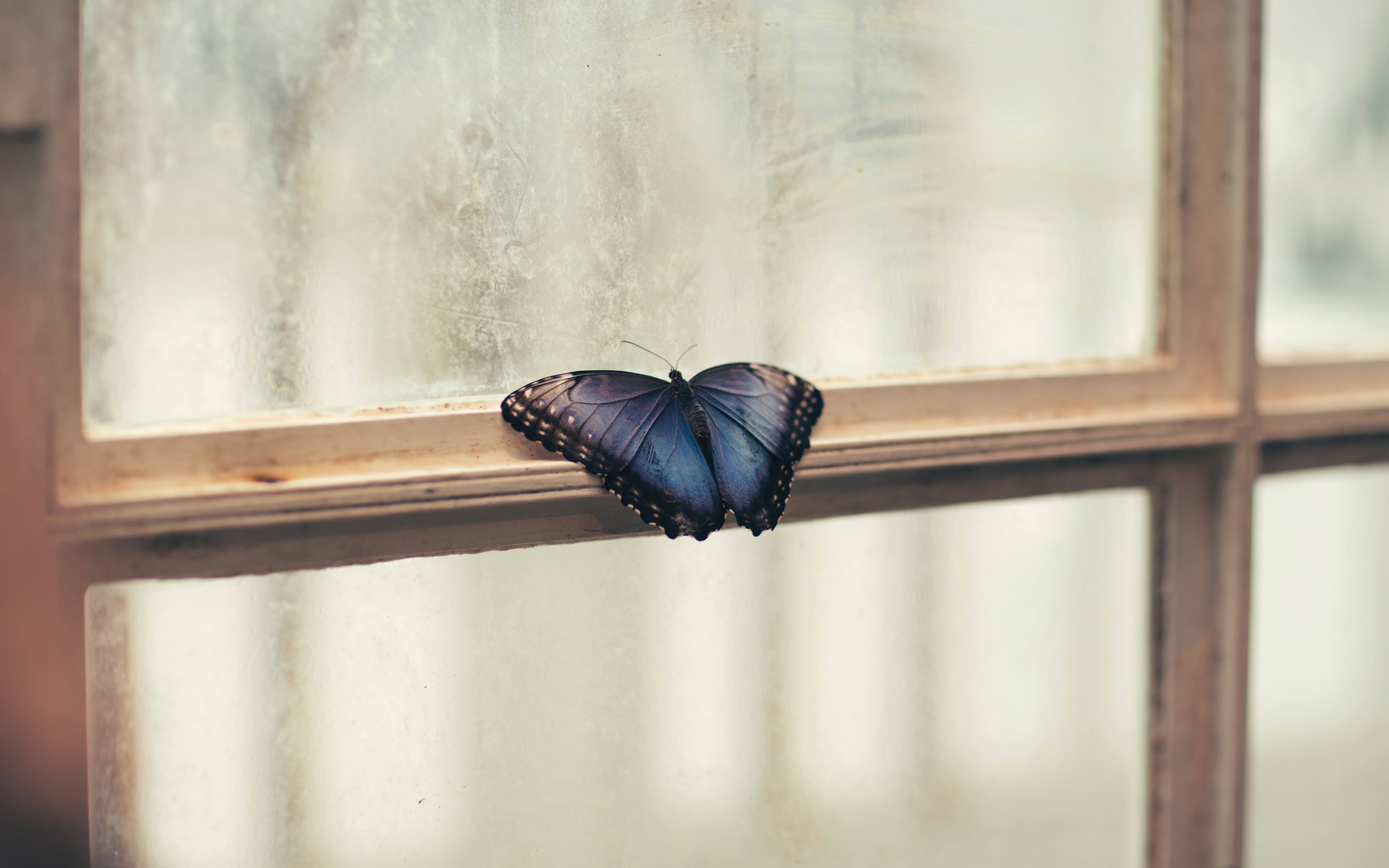 Free download wallpaper Butterfly, Animal on your PC desktop