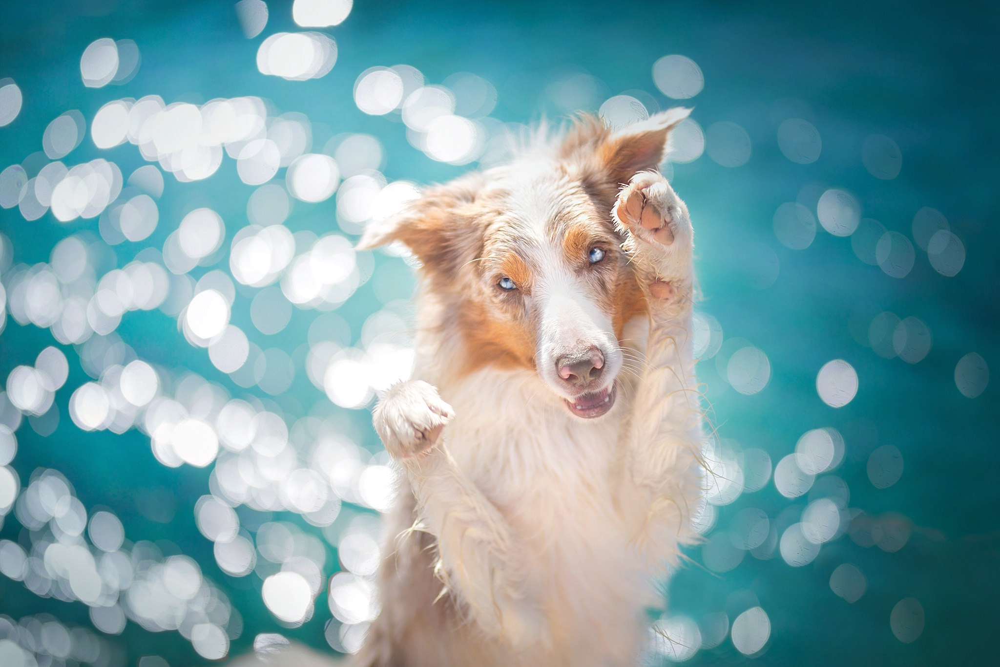PCデスクトップに動物, 犬, ボケ, ボーダーコリー画像を無料でダウンロード