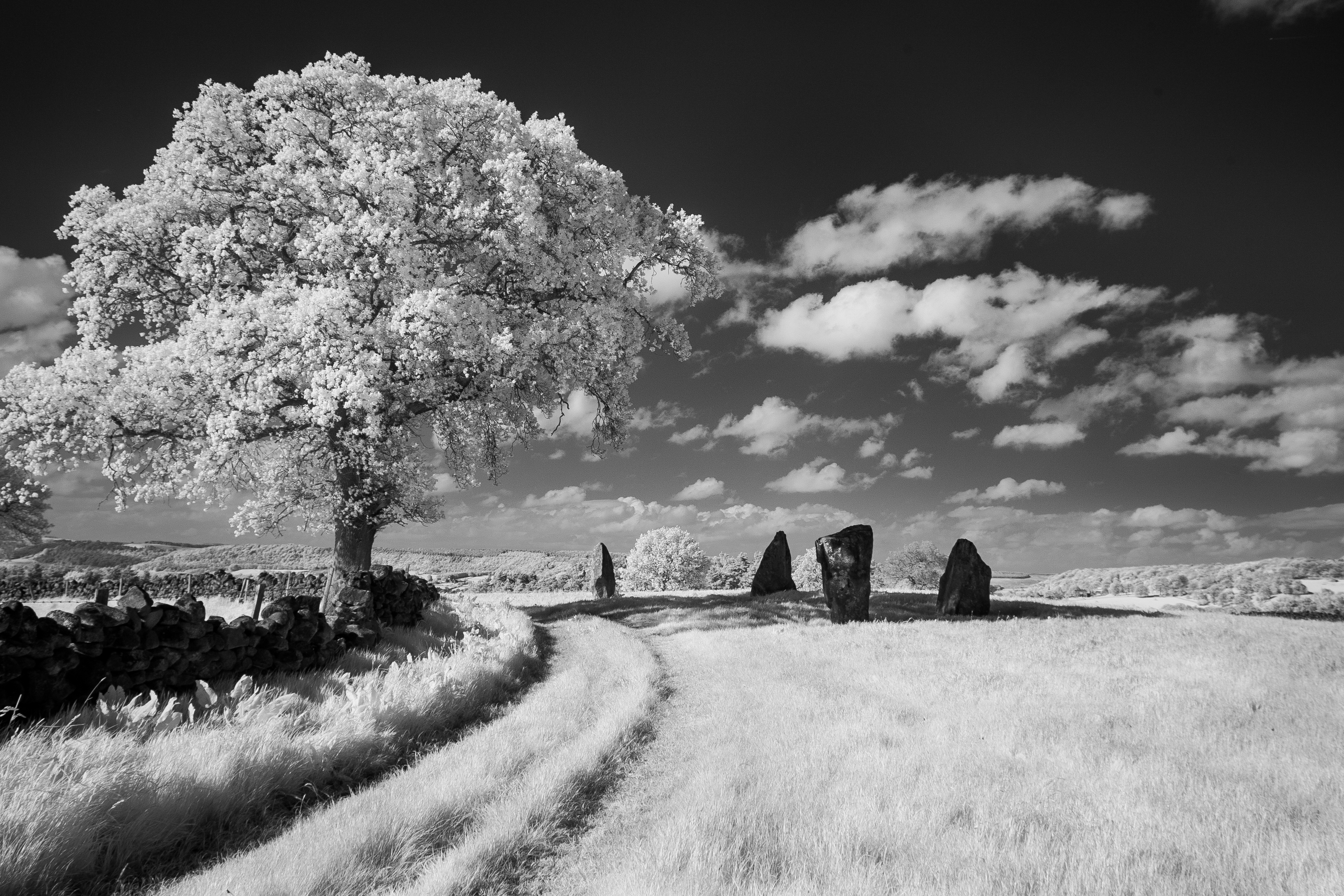 Free download wallpaper Nature, Trees, Grass, Sky, Tree, Earth, Path, Cloud, Black & White on your PC desktop