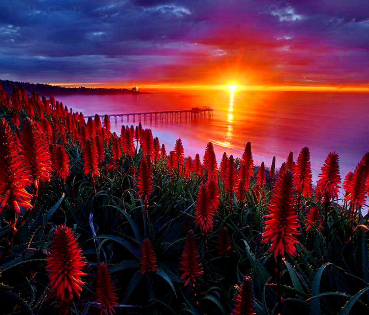 Download mobile wallpaper Flowers, Water, Sun, Flower, Earth, Bridge, Red Flower for free.