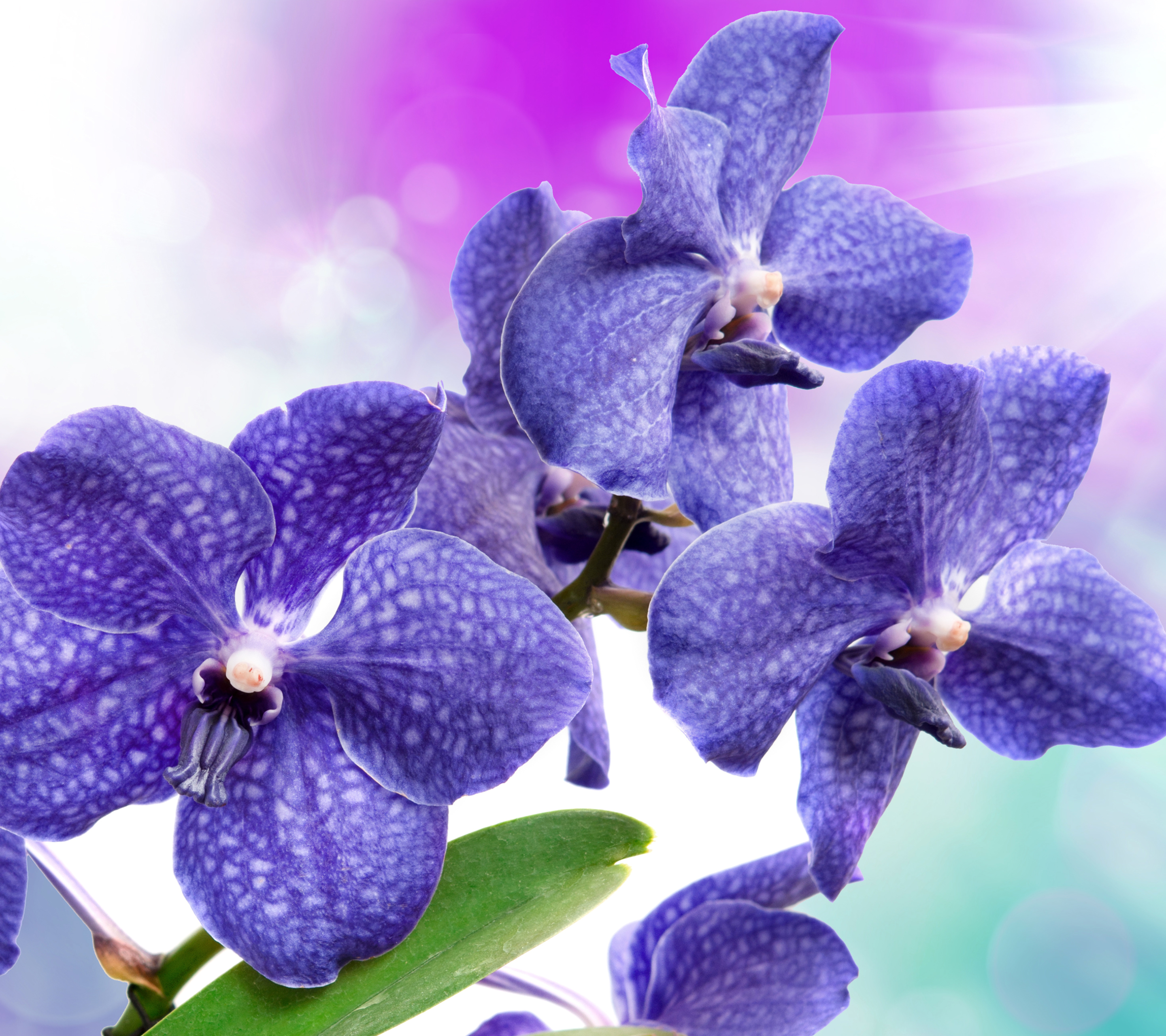 Завантажити шпалери безкоштовно Квітка, Земля, Орхідея, Фіолетова Квітка, Флауерзи картинка на робочий стіл ПК