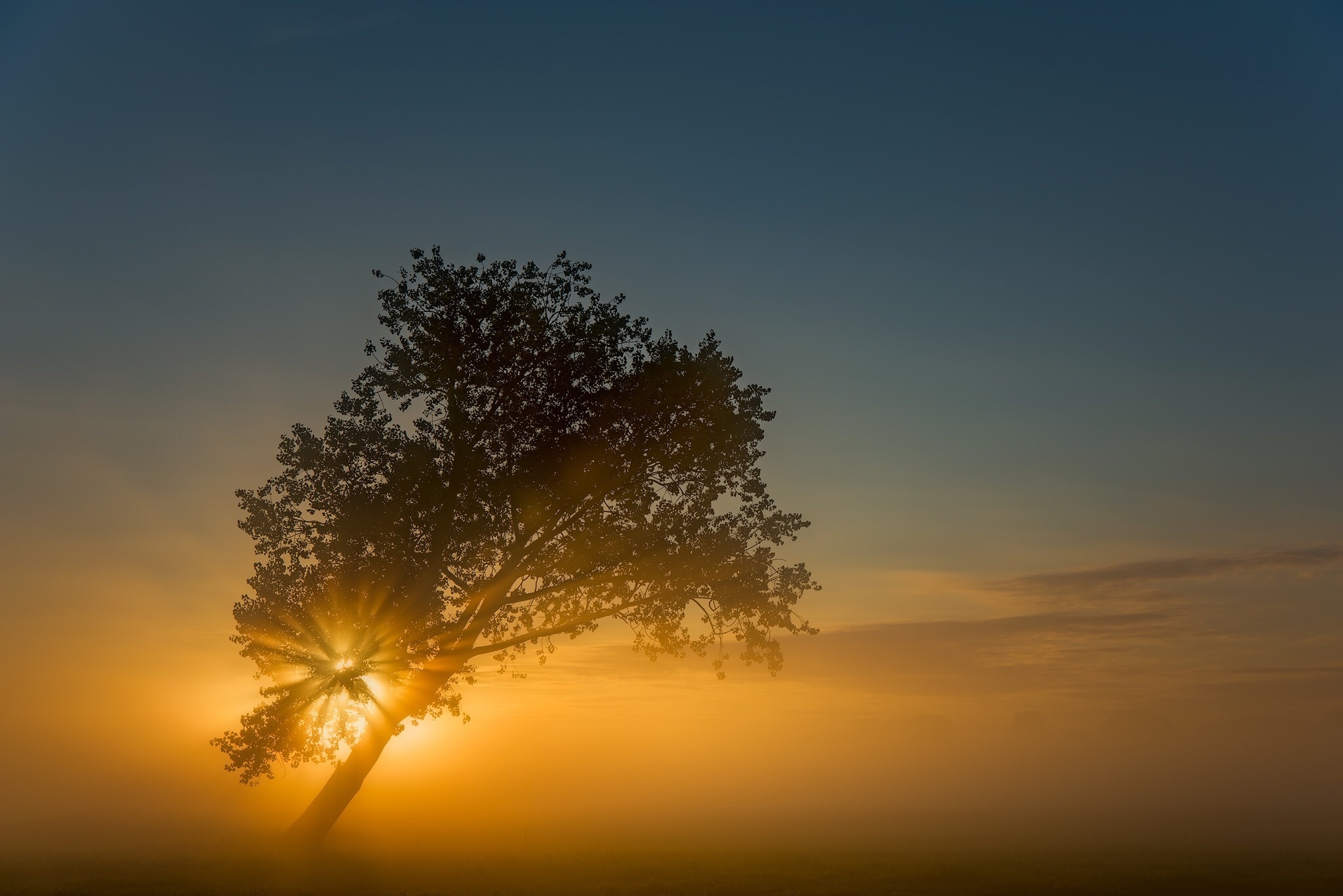 Free download wallpaper Nature, Trees, Sunset, Tree, Fog, Earth, Sunbeam, Lonely Tree on your PC desktop