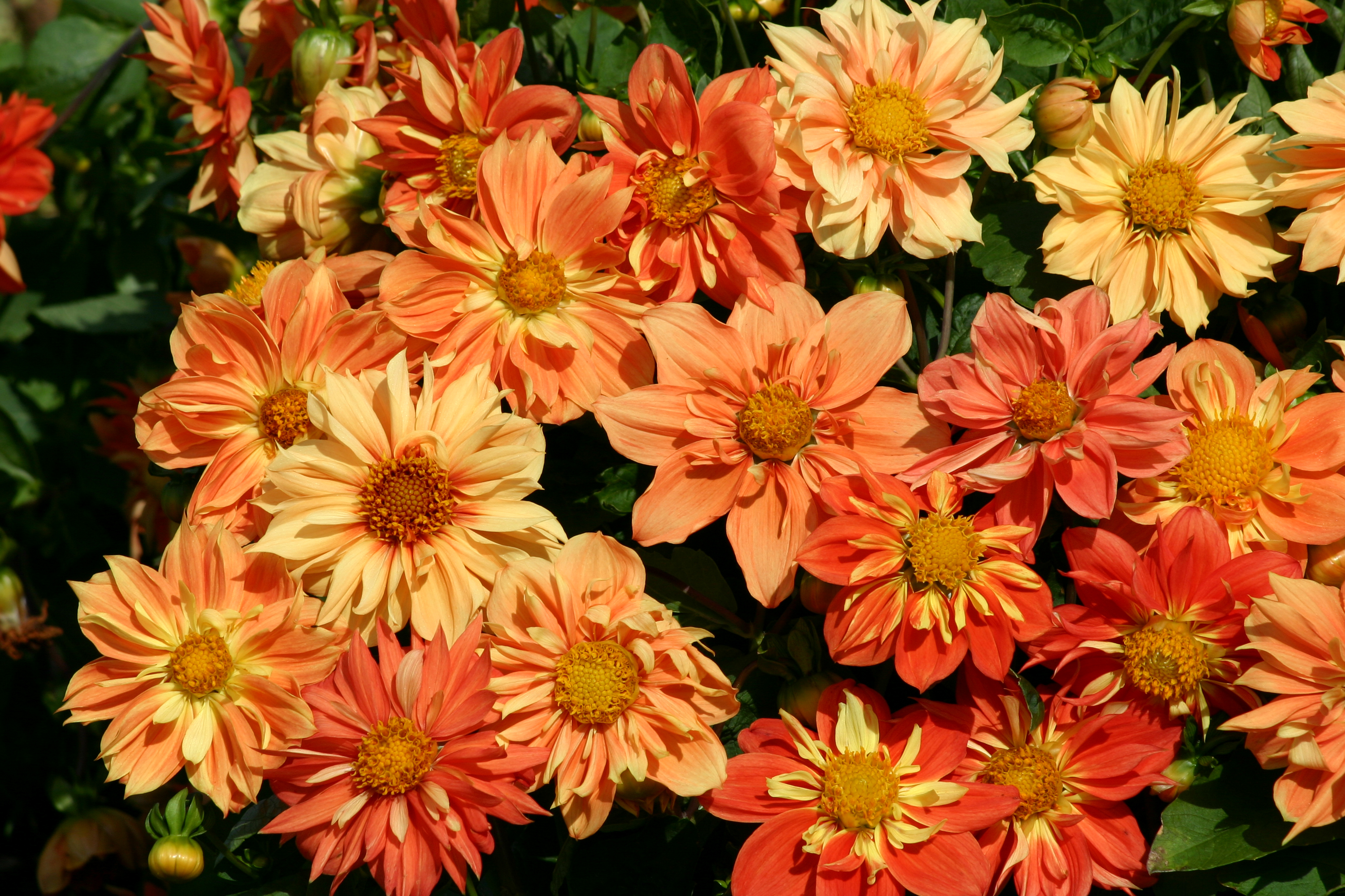 Free download wallpaper Flowers, Flower, Earth, Dahlia, Orange Flower on your PC desktop