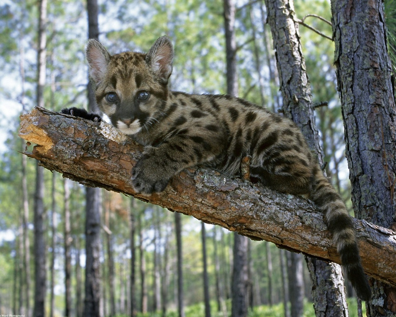 Download mobile wallpaper Animal, Cougar, Baby Animal for free.