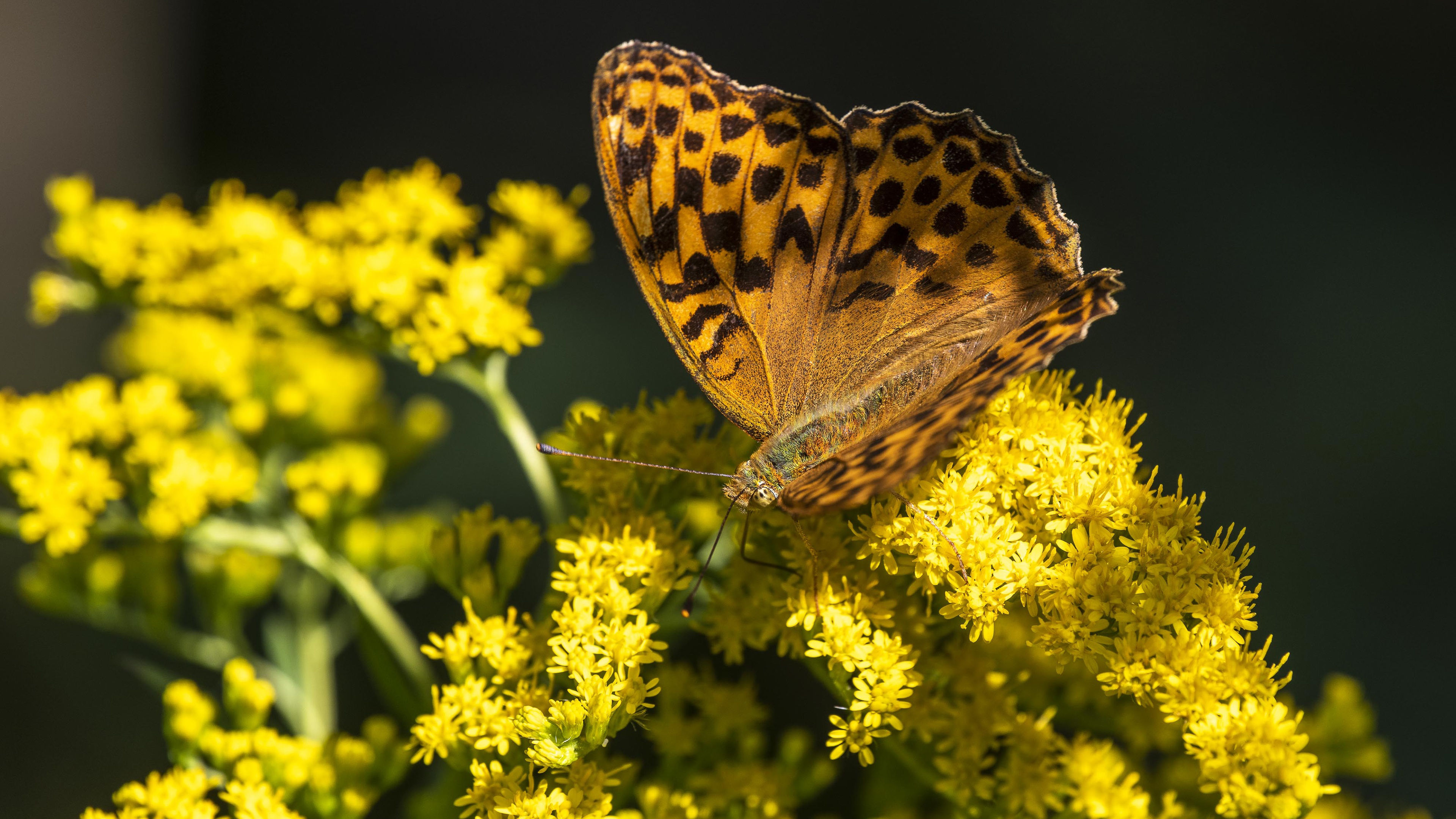 Descarga gratis la imagen Animales, Flor, Mariposa, Macrofotografía en el escritorio de tu PC