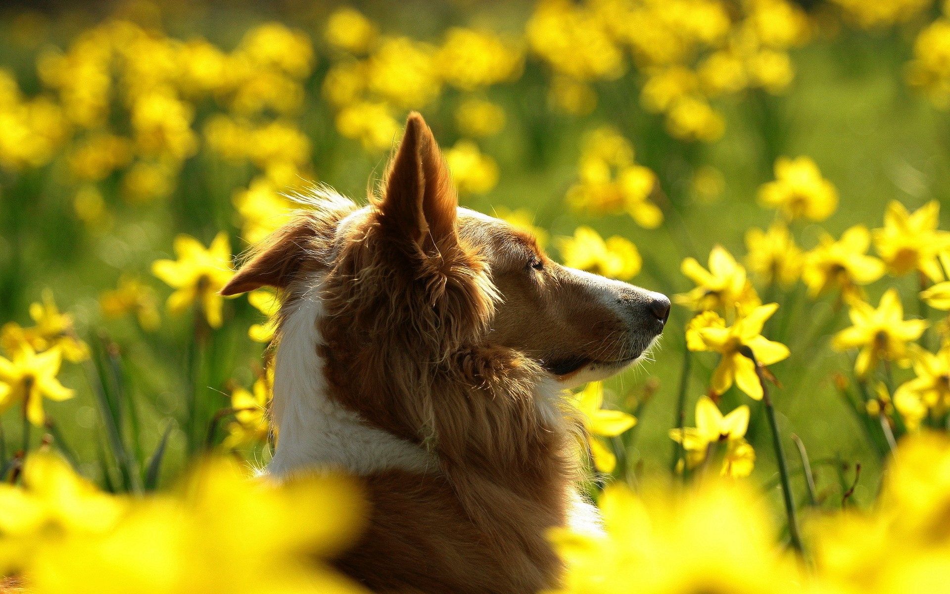 animals, flowers, dog, muzzle, ears, profile, greased, smeared