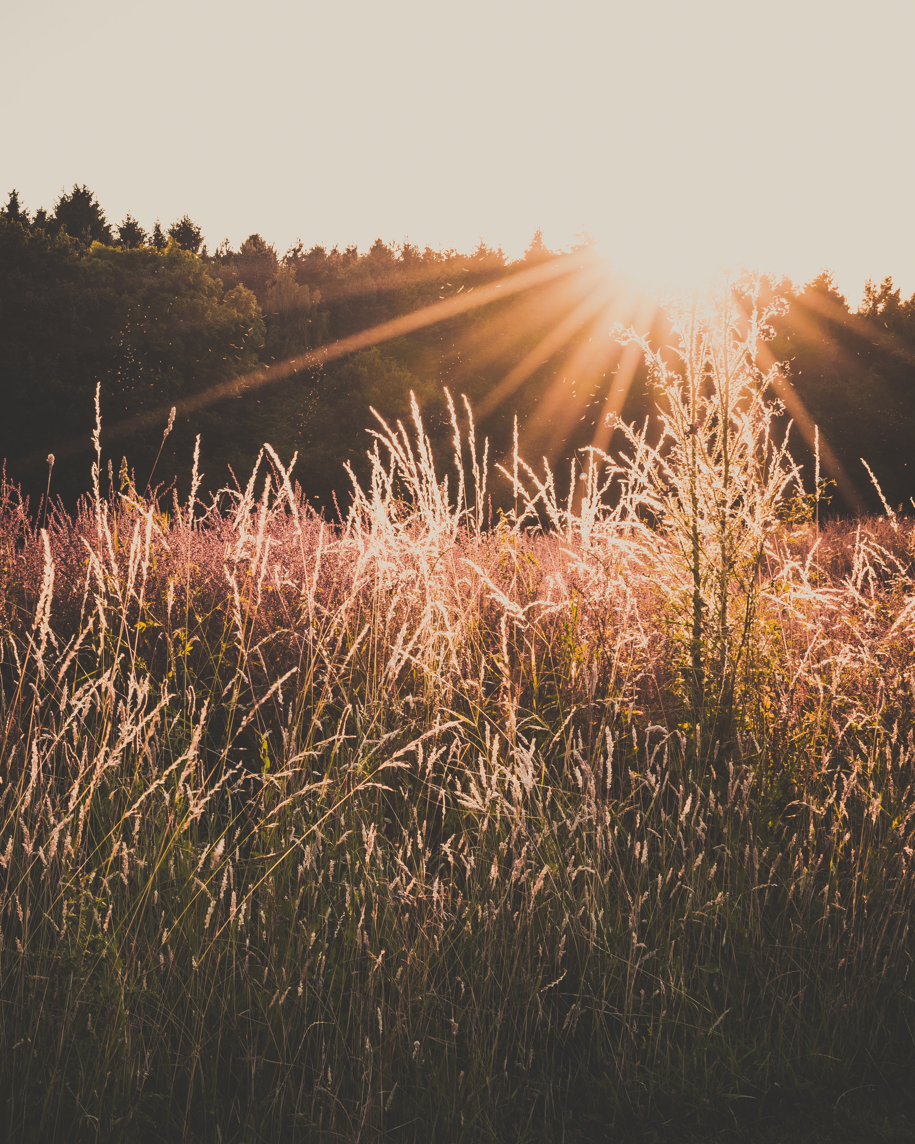 Download mobile wallpaper Field, Grass, Sunlight, Nature, Sunset for free.