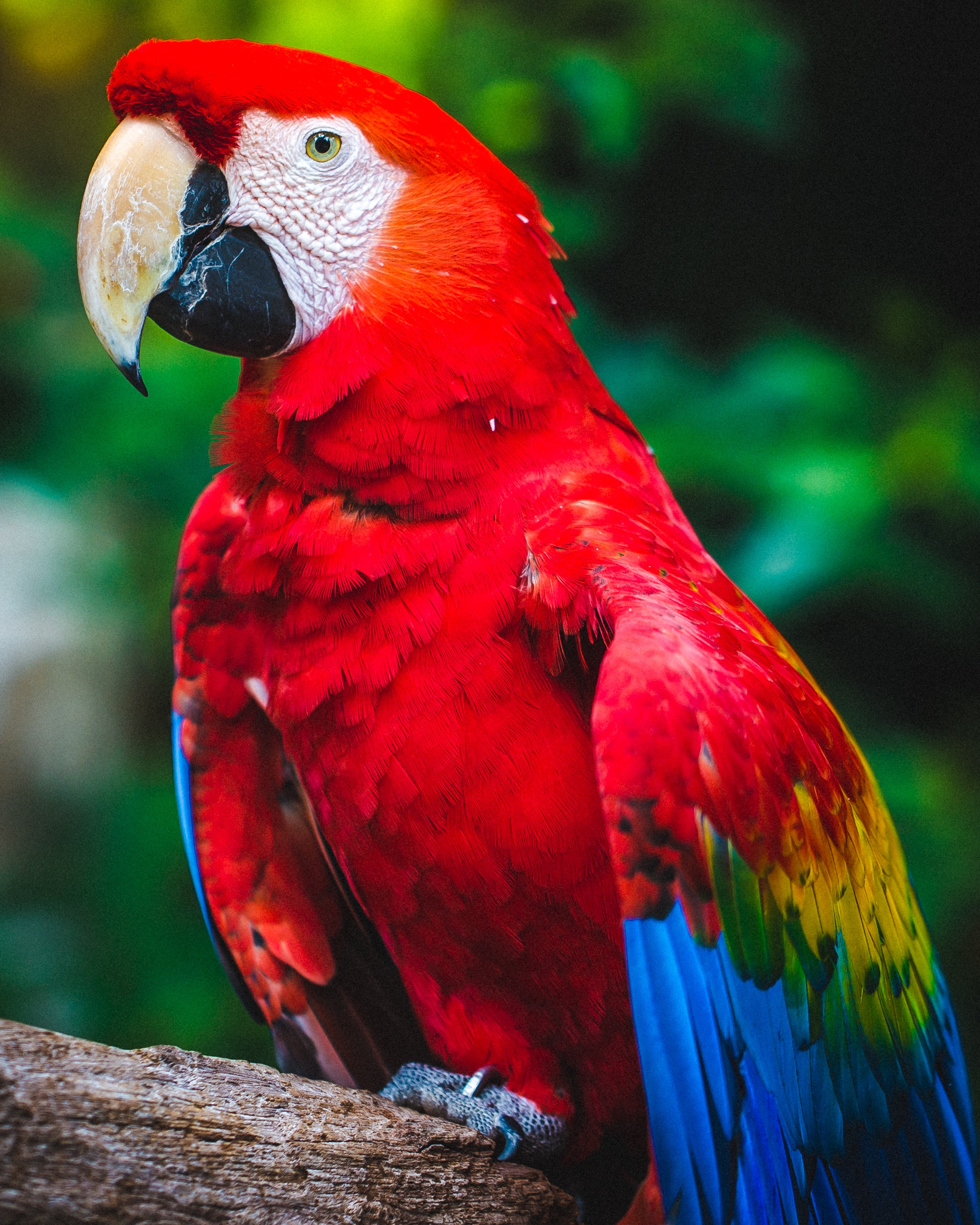 parrots, color, bird, red, animals, beak, macaw HD wallpaper